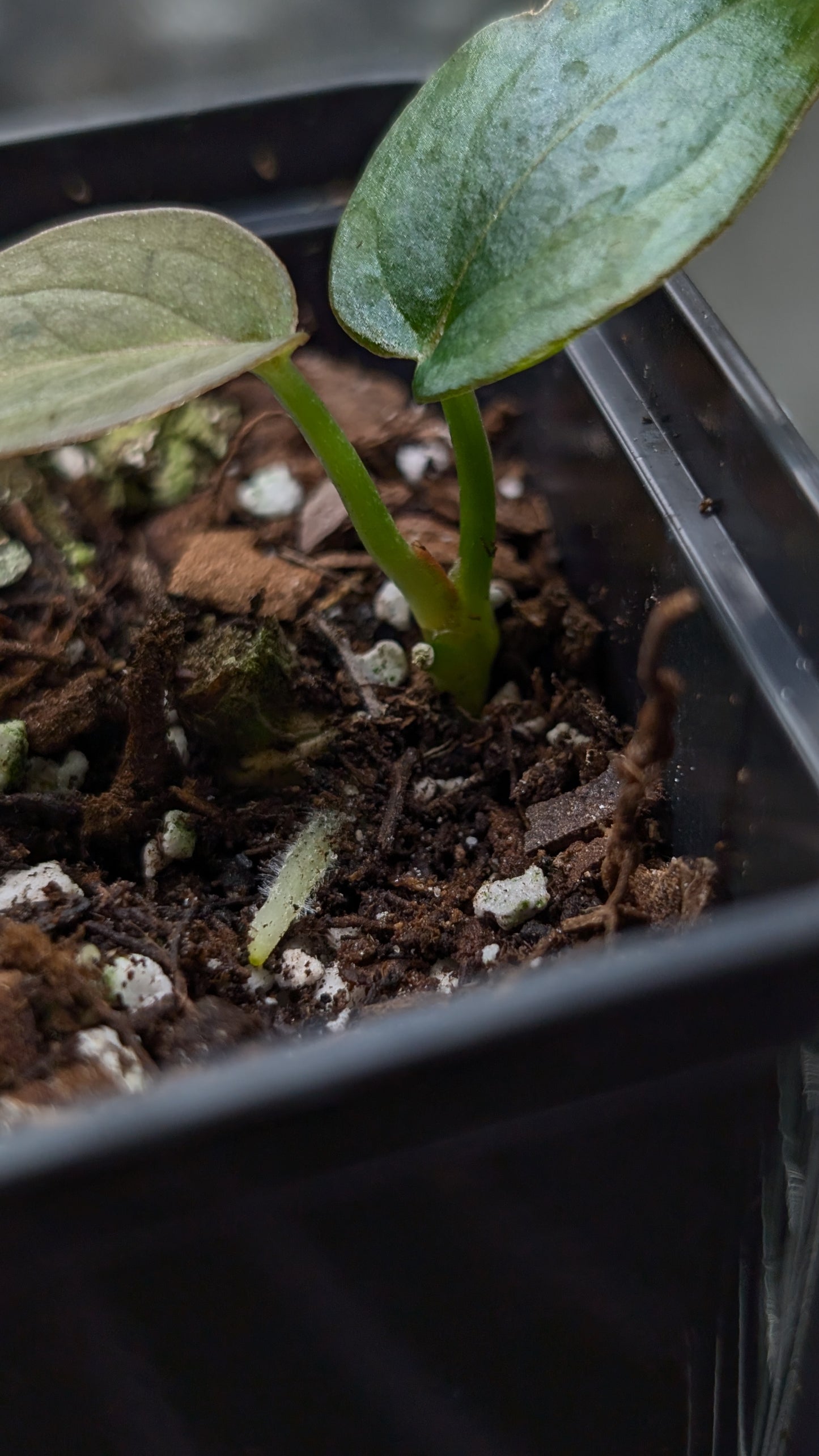 Anthurium Red Spider CLONE