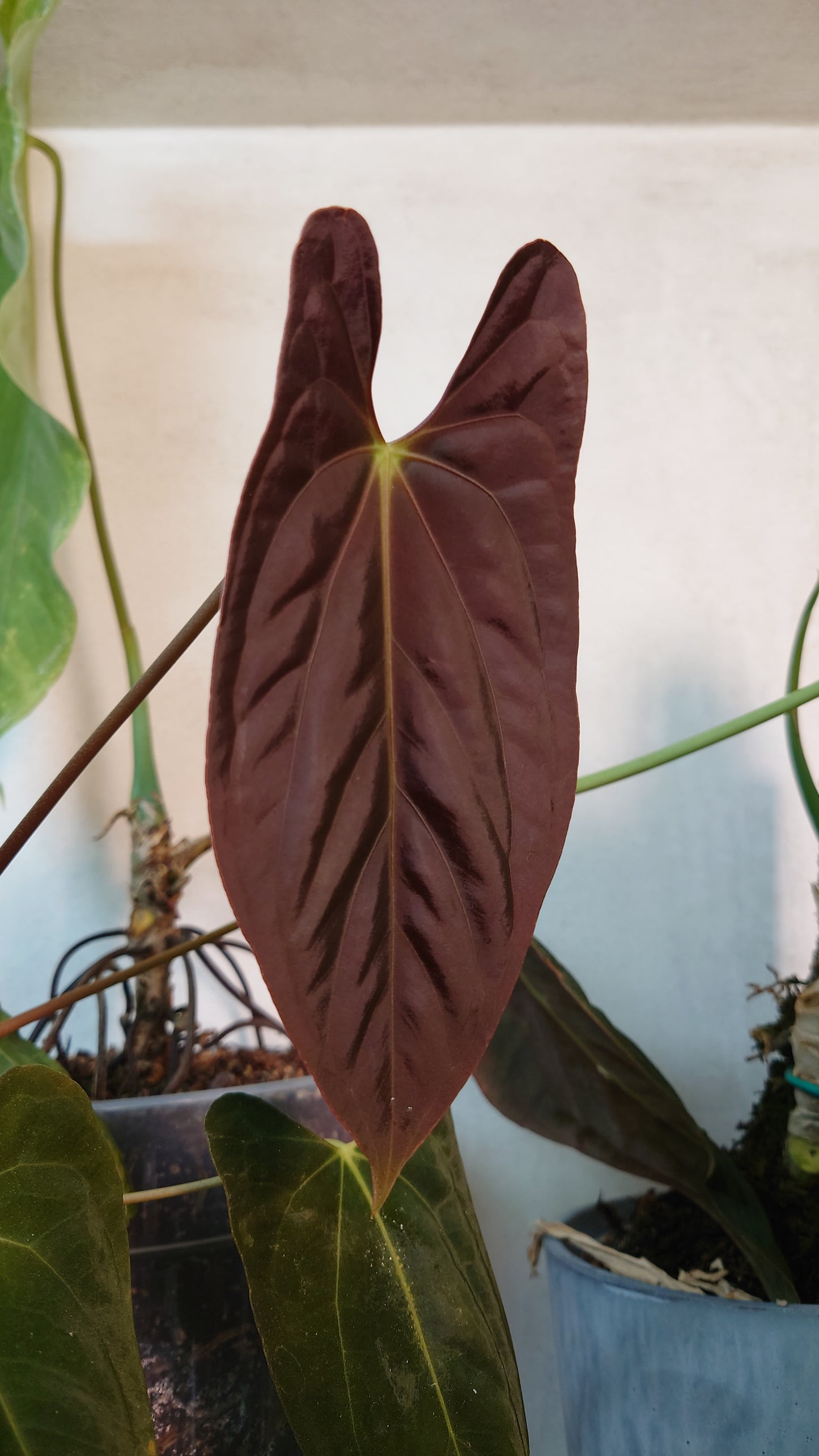 Anthurium Doc Block 'Zara'x'Michelle' Selected Dark x Papillilaminum 'Fort Sherman', Bigger Select plants