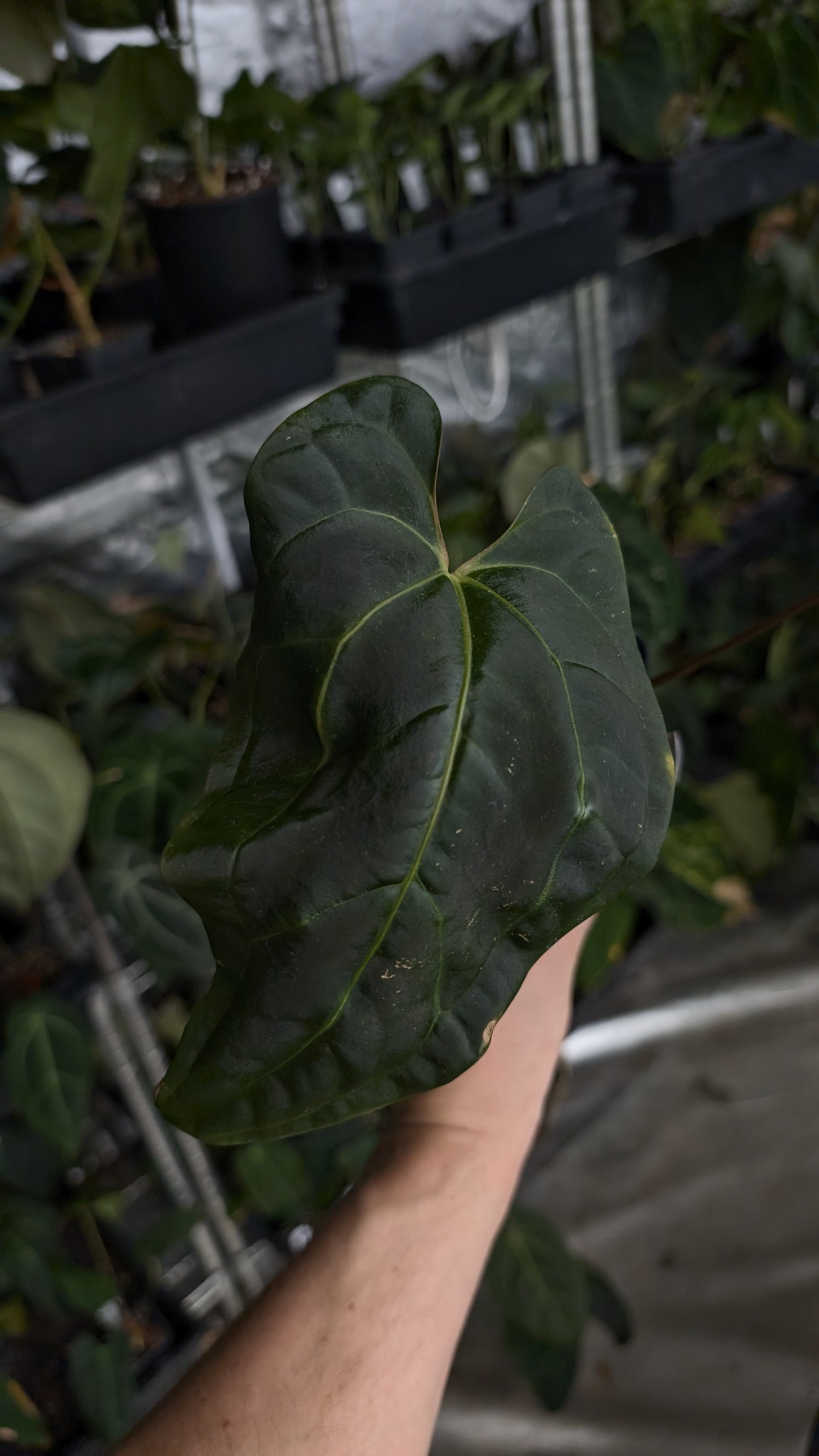 Anthurium Besseae aff 'Black Pillow' x Papillilaminum 'Fort Sherman'