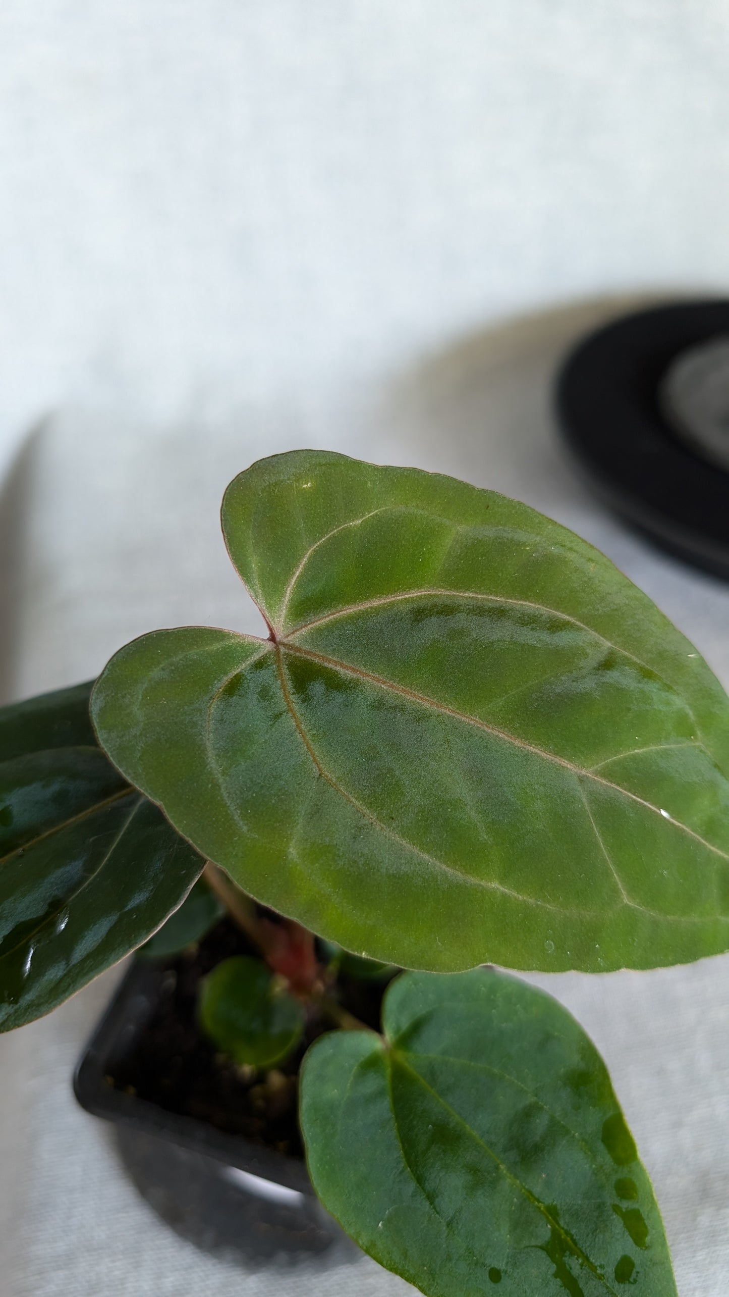 Anthurium Doc Block 'Zara'x'Michelle' Selected Dark x Papillilaminum 'Fort Sherman', Bigger Select plants