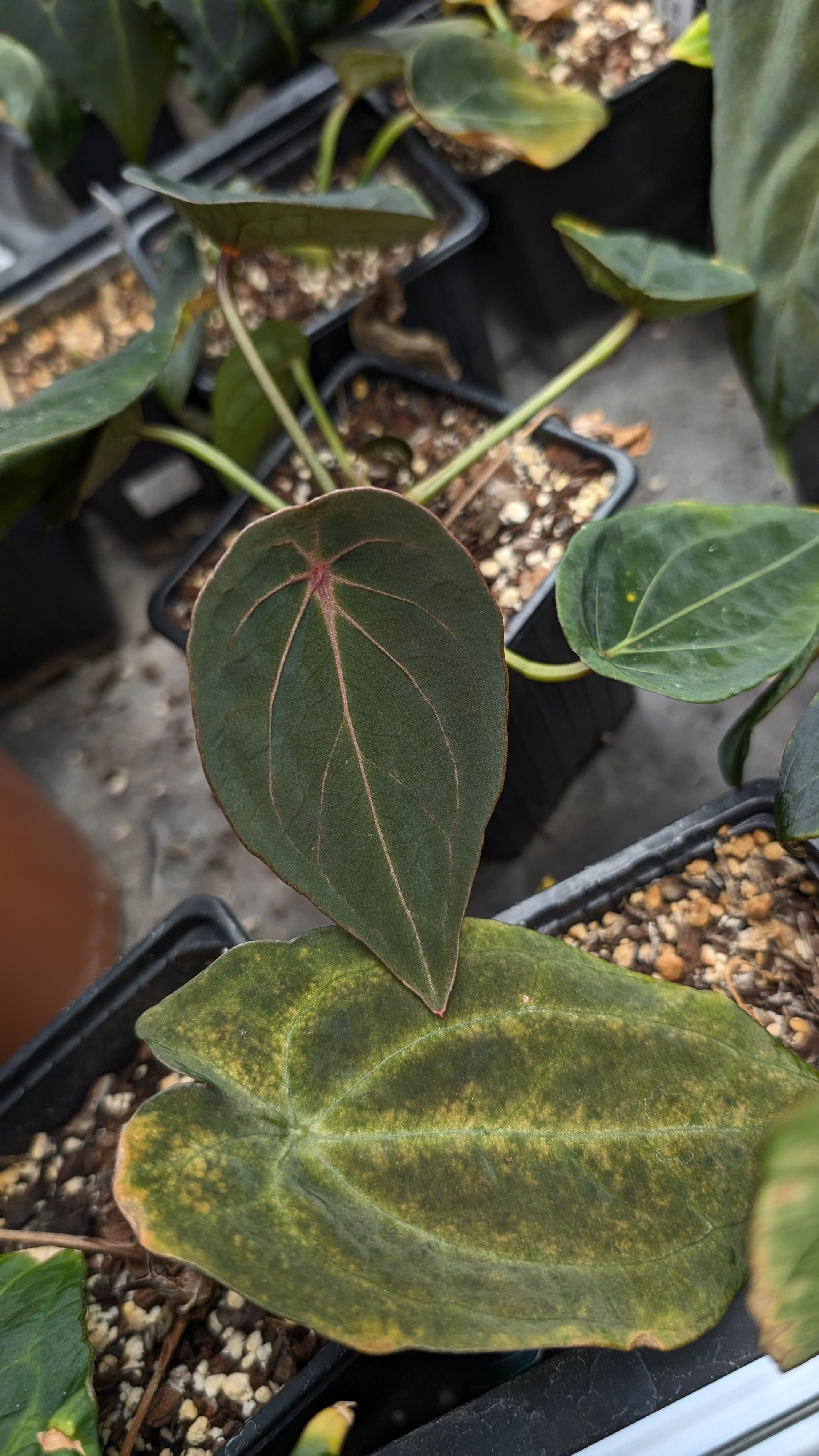 anthurium red spider Anthurium Red Spider CLONE – Curious Plants