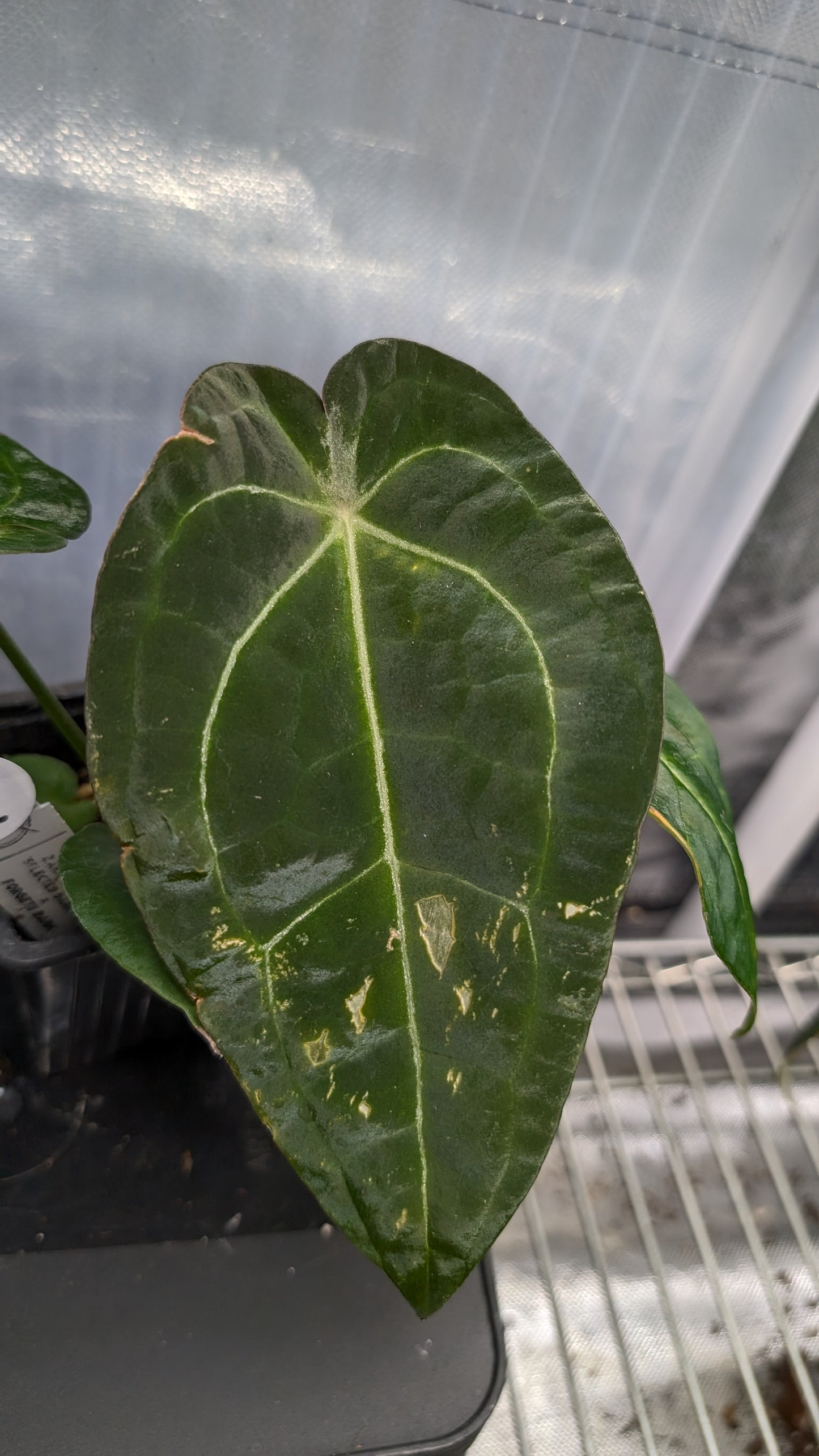 Anthurium Doc Block Zara x Michelle 'selected dark form' x Forgetii Dark