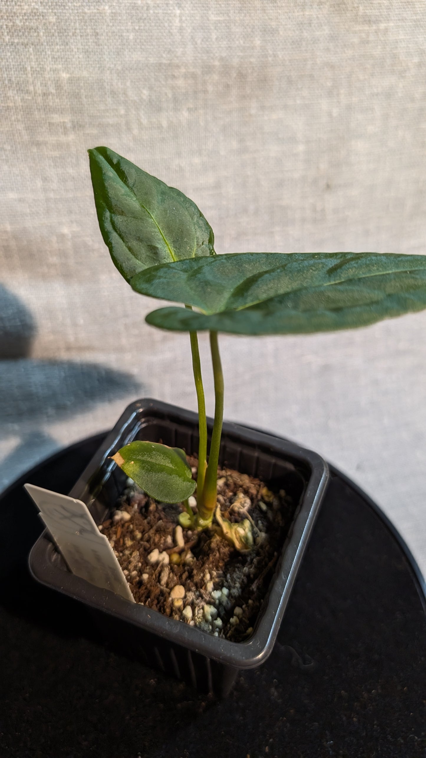 Anthurium Regale 'Dream Catcher' x Papillilaminum 'Daniel'