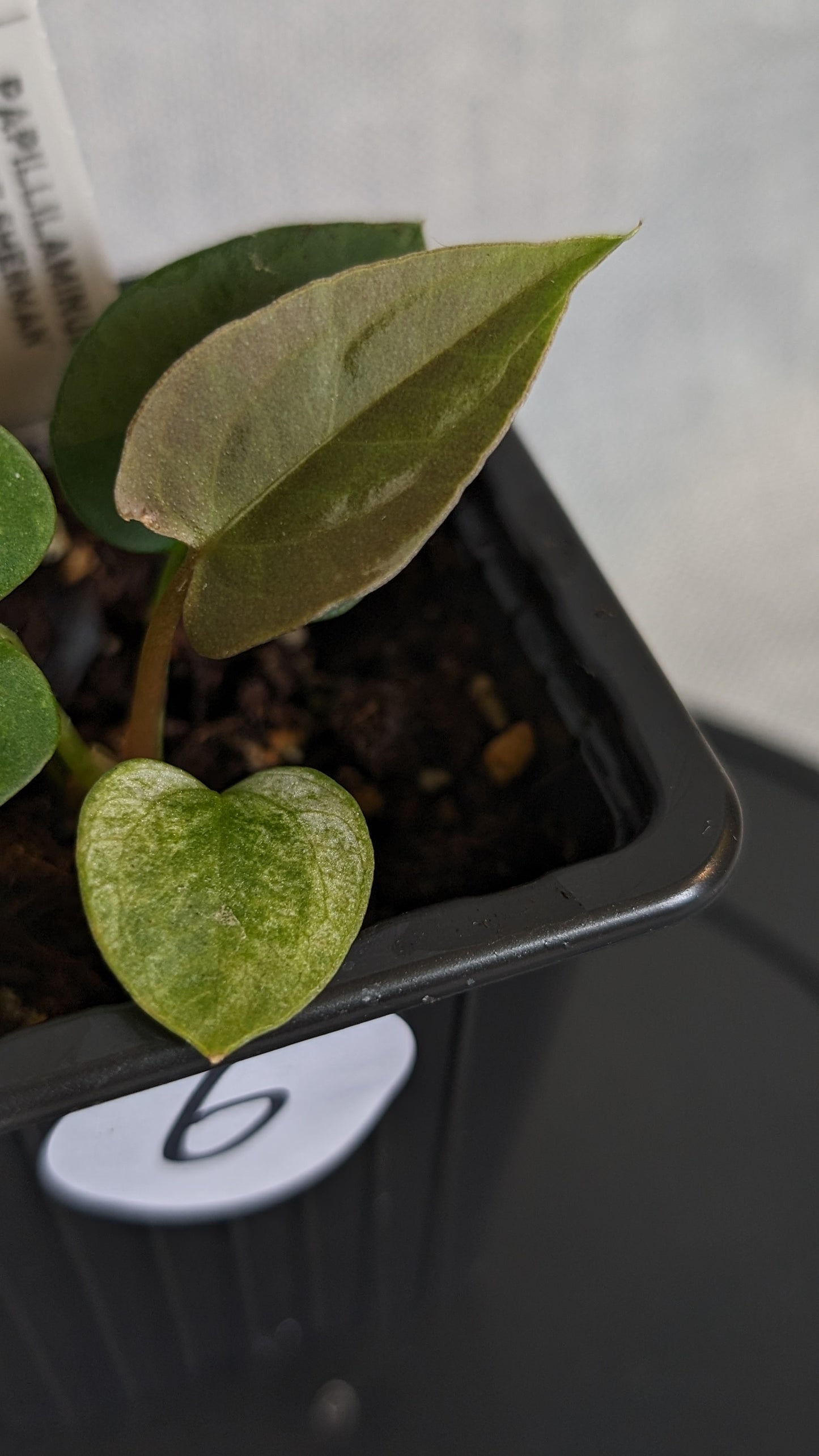 Anthurium Papillilaminum 'Fort Sherman' x Papillilaminum 'Daniel' - Big Seedling