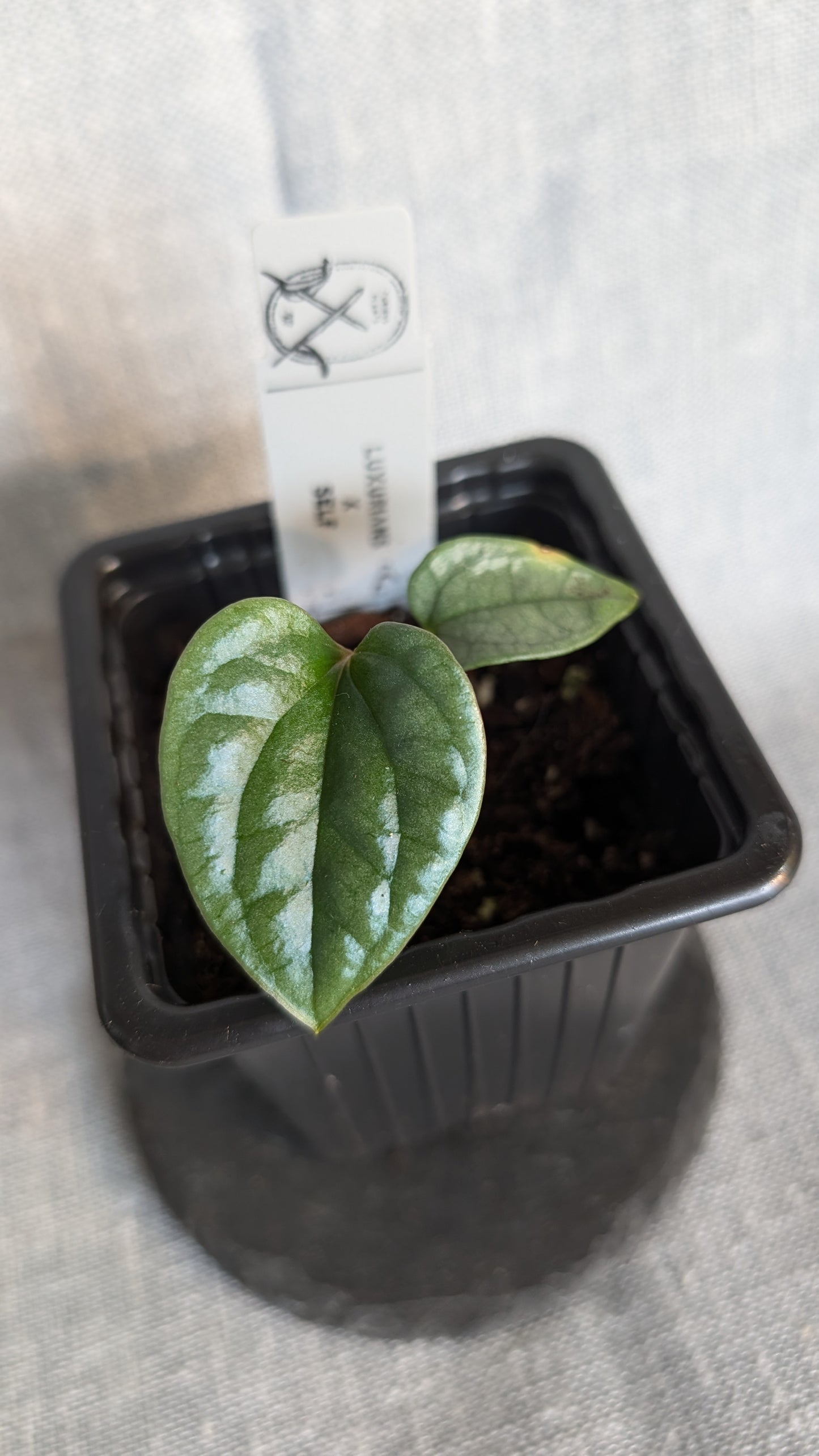 Anthurium Luxurians