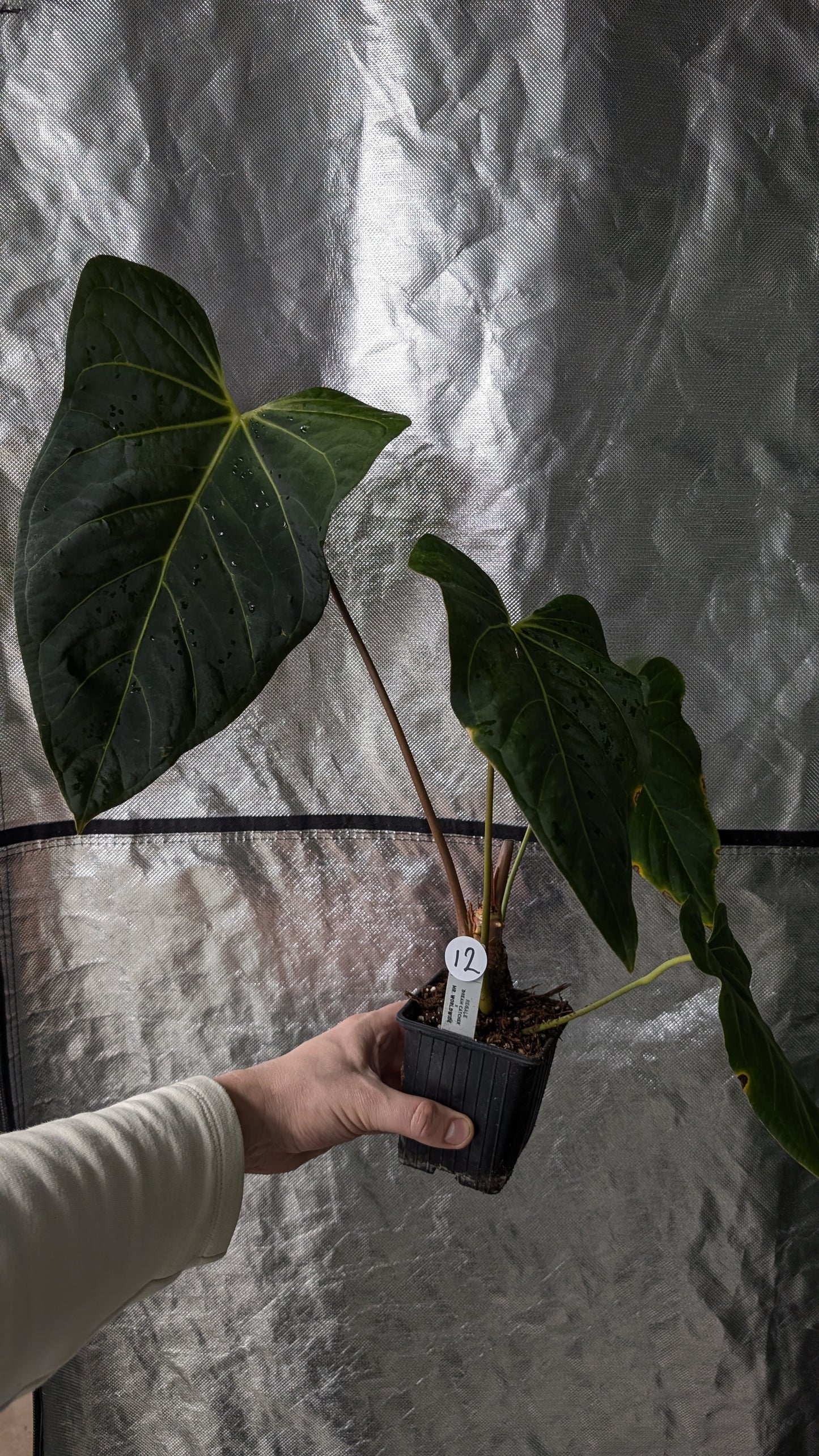 anthurium regale shield Anthurium Regale 'Dream Catcher' x Mr. Worldwide