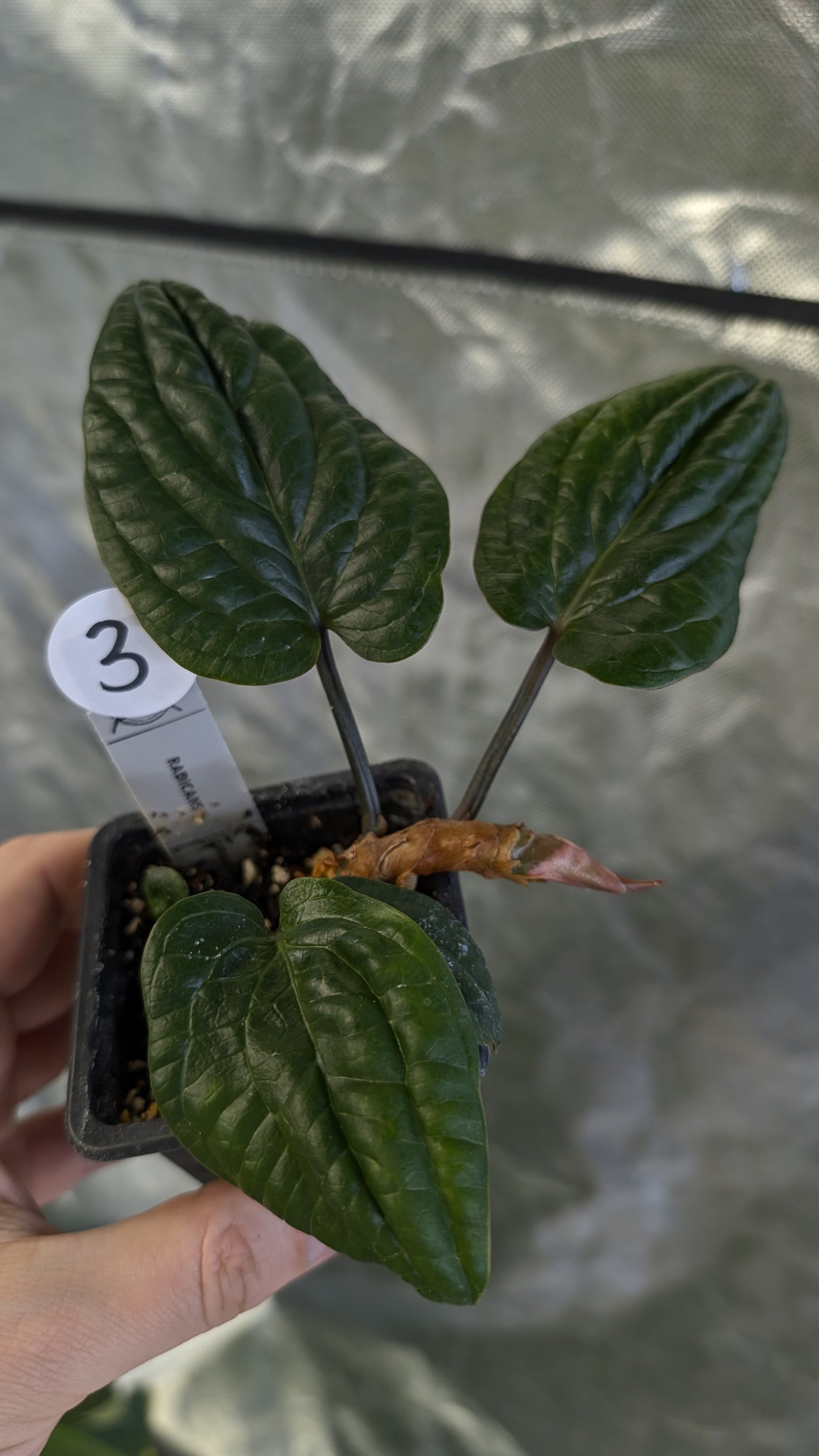 Anthurium Radicans clone