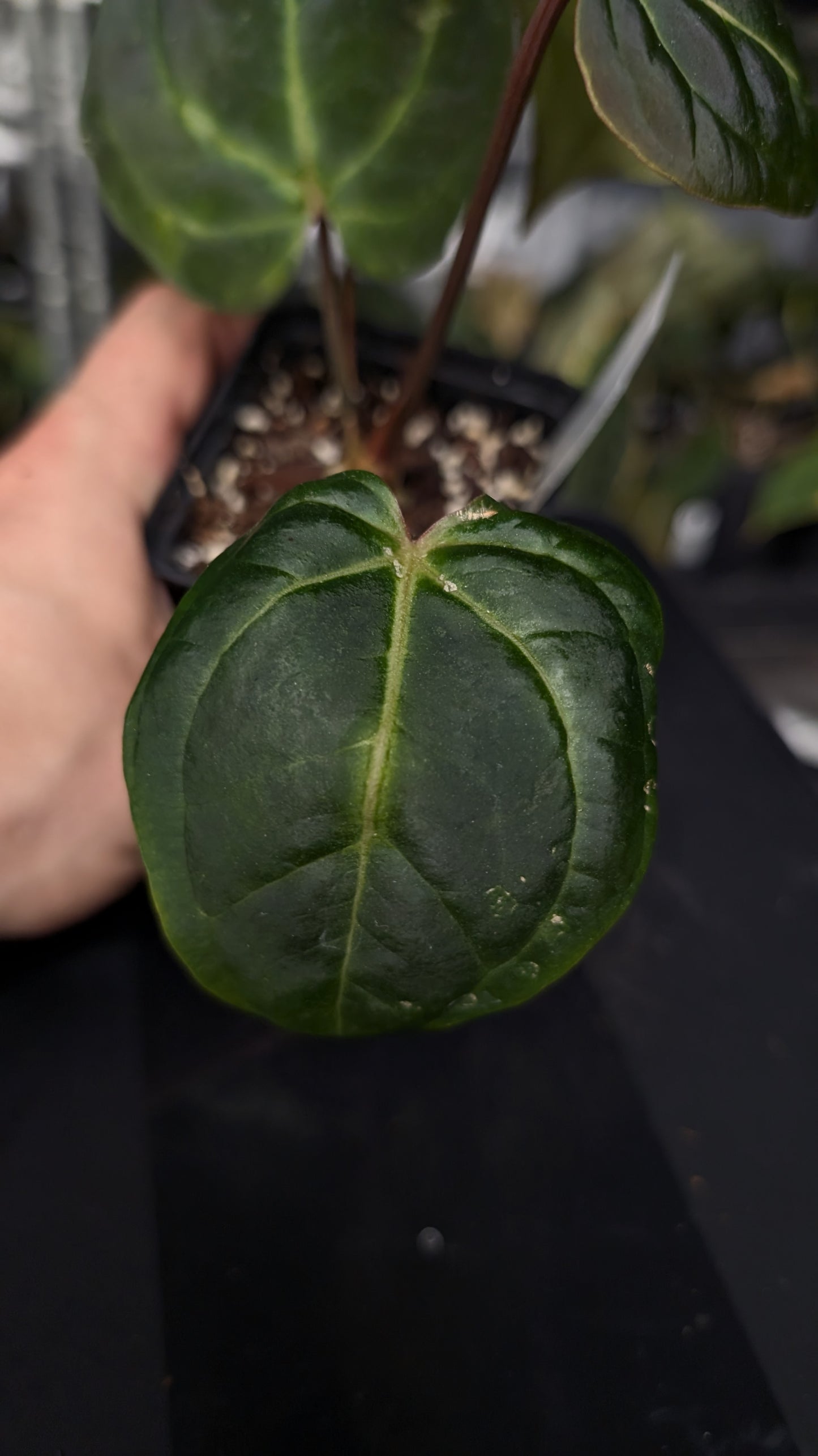 Anthurium Besseae aff. 'Black Pillow'