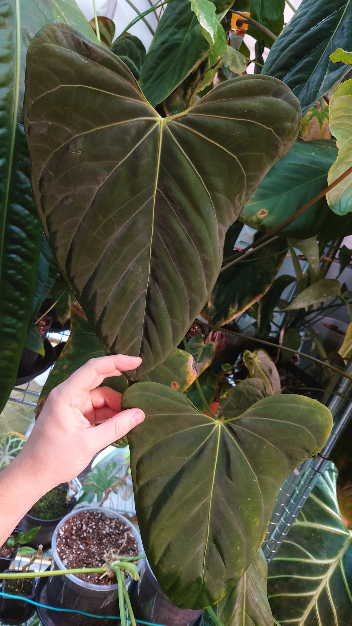 Anthurium Regale 'Dream Catcher' x Mr. Worldwide