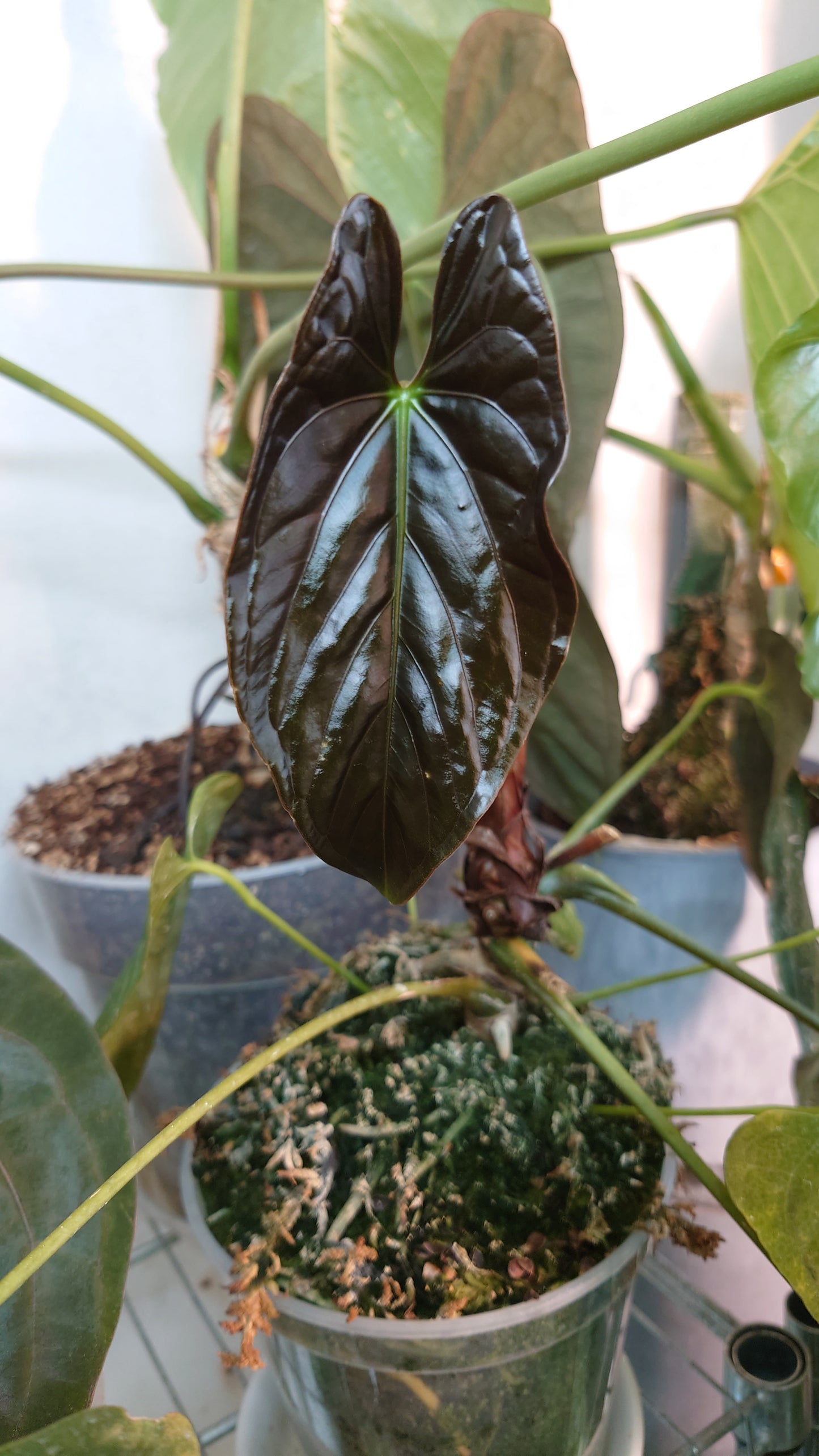 Anthurium Doc Block 'Zara'x'Michelle' Selected Dark x Papillilaminum 'Fort Sherman', Bigger Select plants