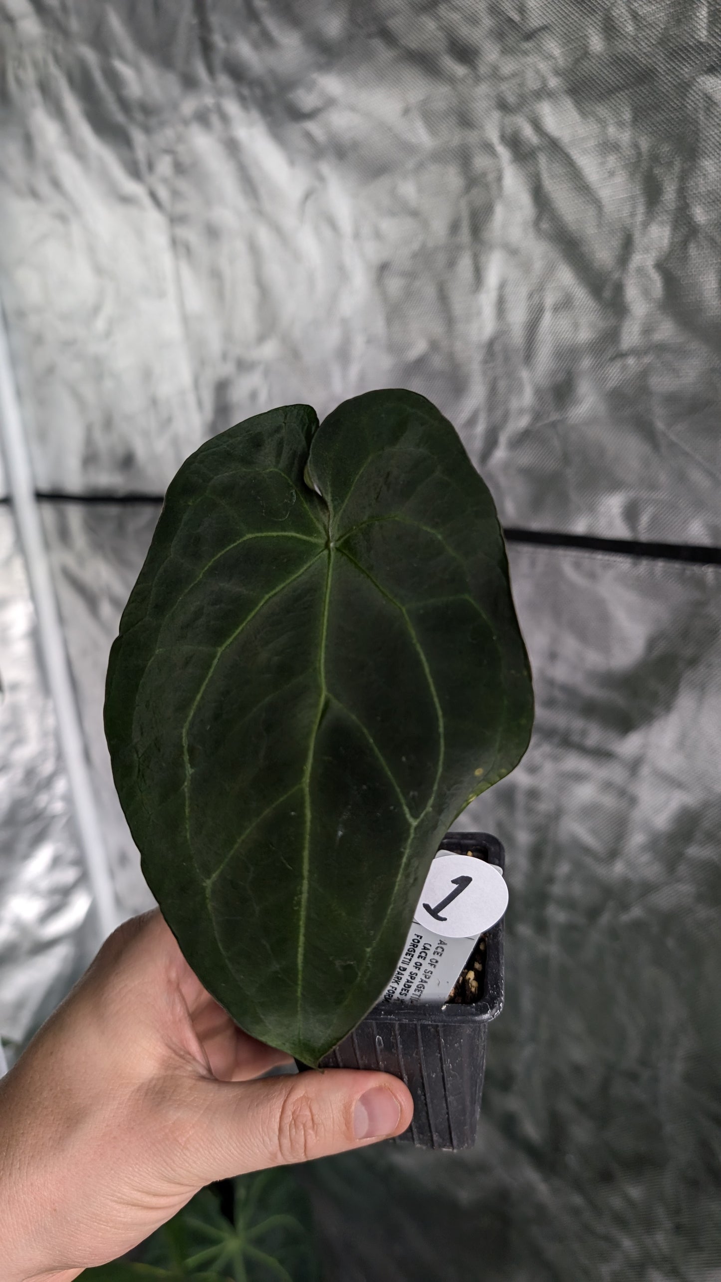 Anthurium Ace of Spagetii F2