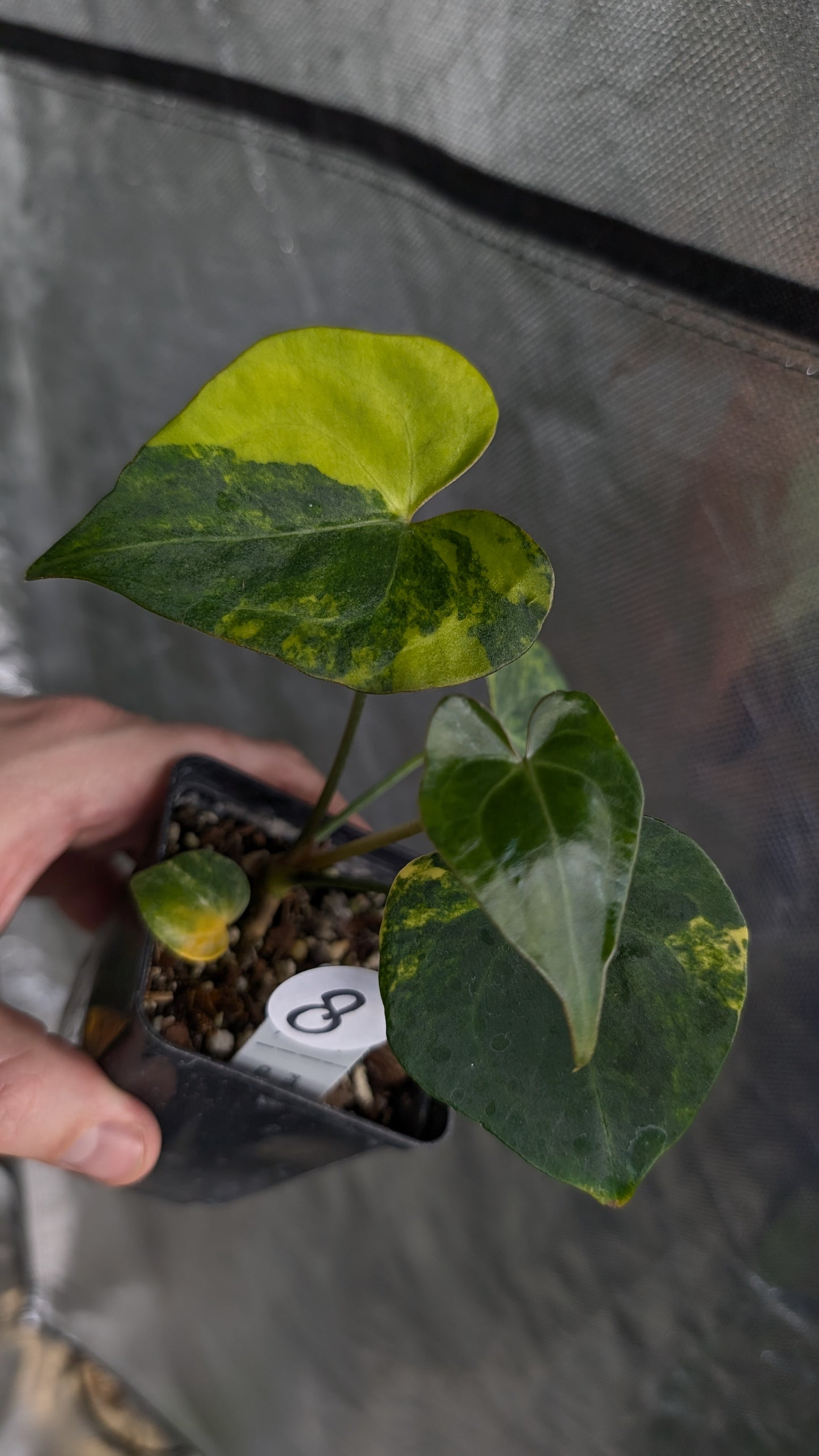 *Variegated* Anthurium Pterodactyl variegata x Clarinervium (or x self)
