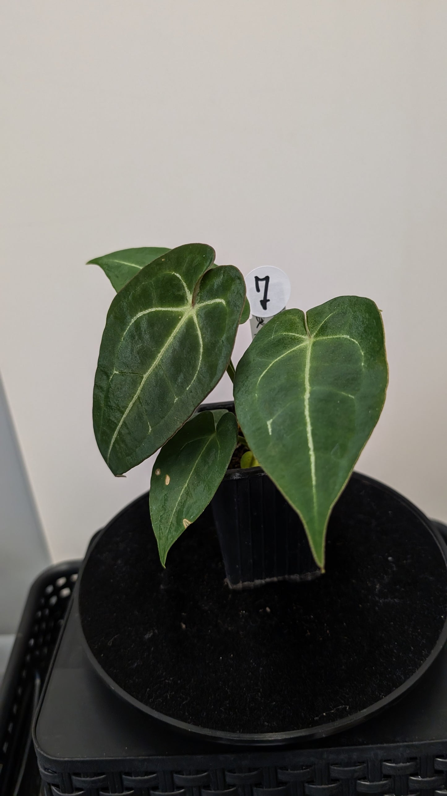 Anthurium Doc Block Zara x Michelle 'selected dark form' x Forgetii Dark