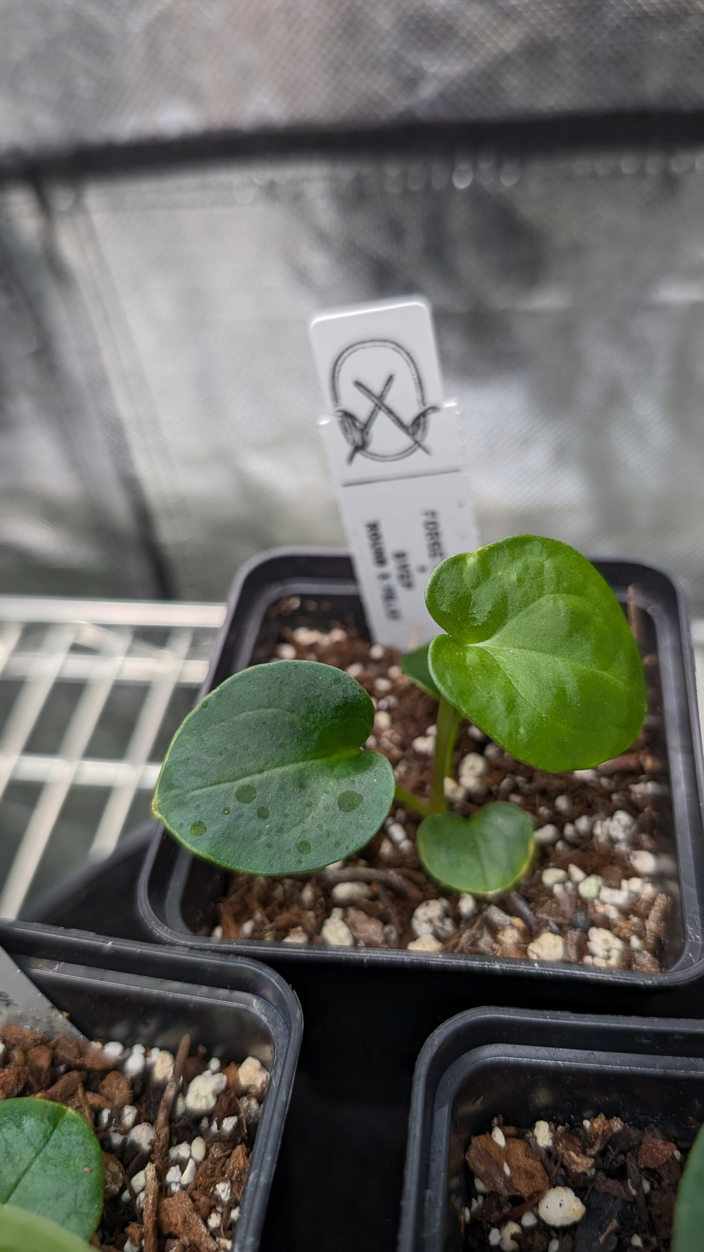 Anthurium Forgetii dark form x BVEP 'Round x Felix'