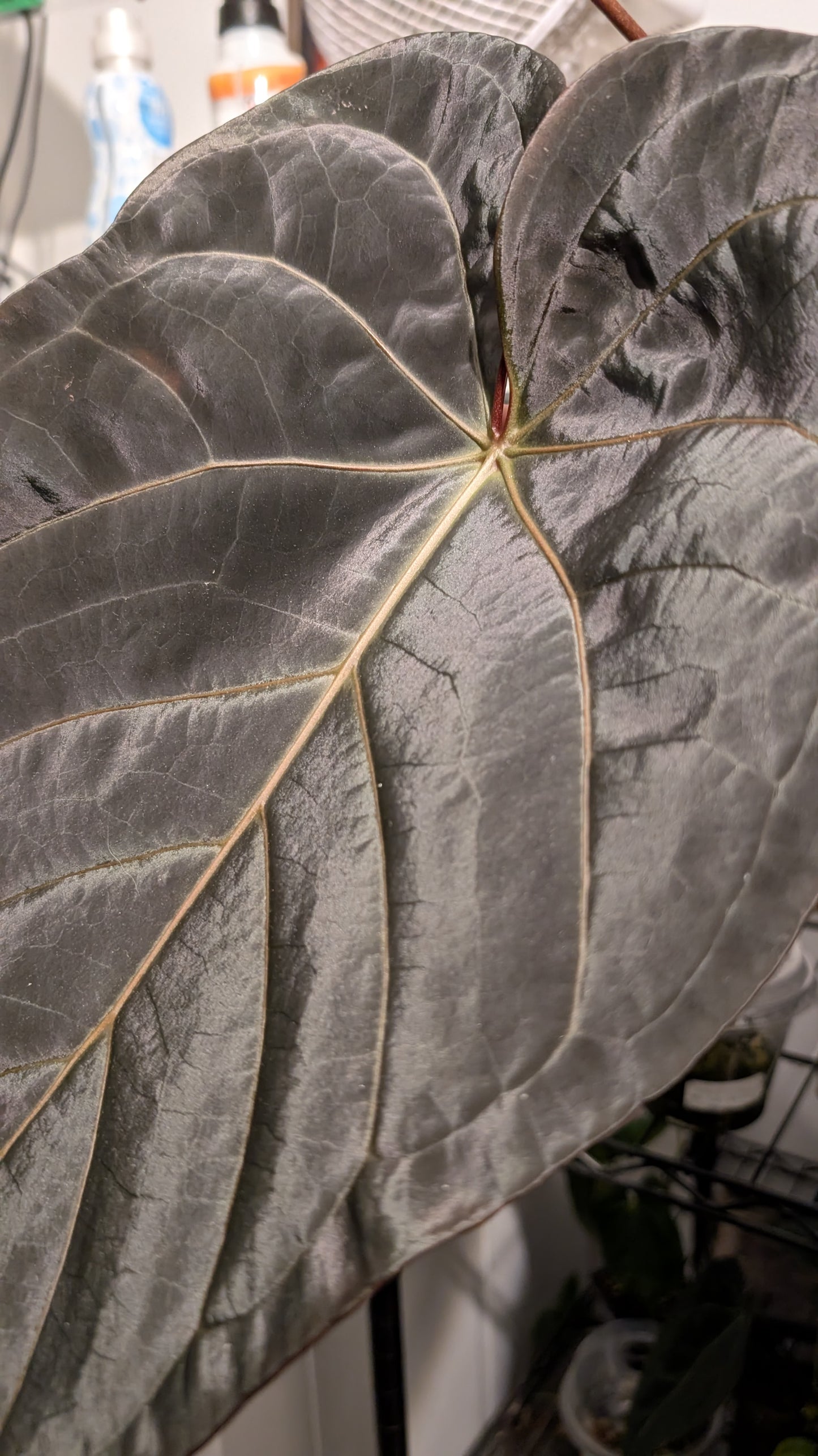 Anthurium 'Madame Violette' x Luxurians seedlings
