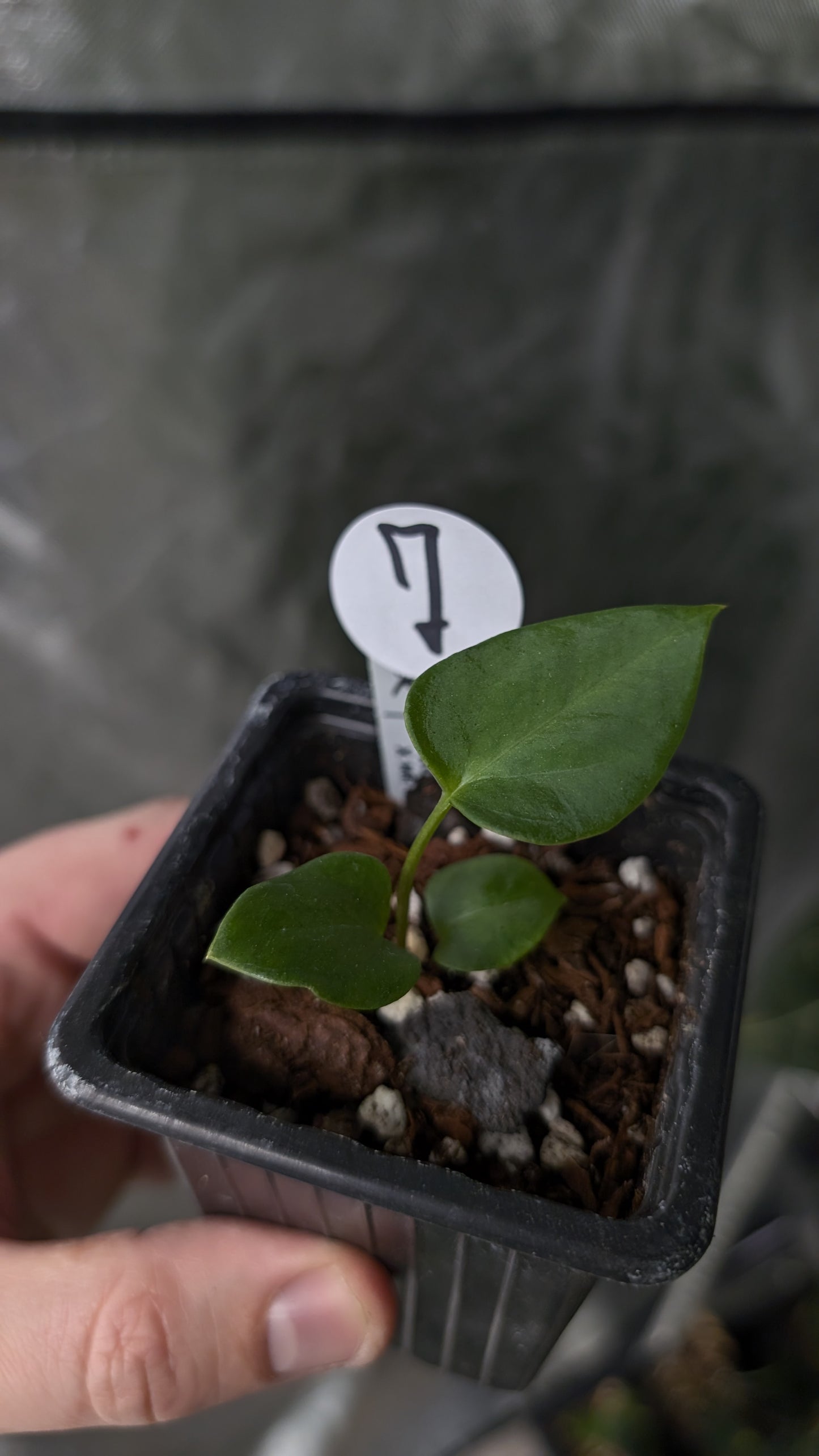 Anthurium [Carlablackiae x Dressleri Rio Guanche x Mr. Worldwide] x [Ace of Spagetii x Mr Worldwide]