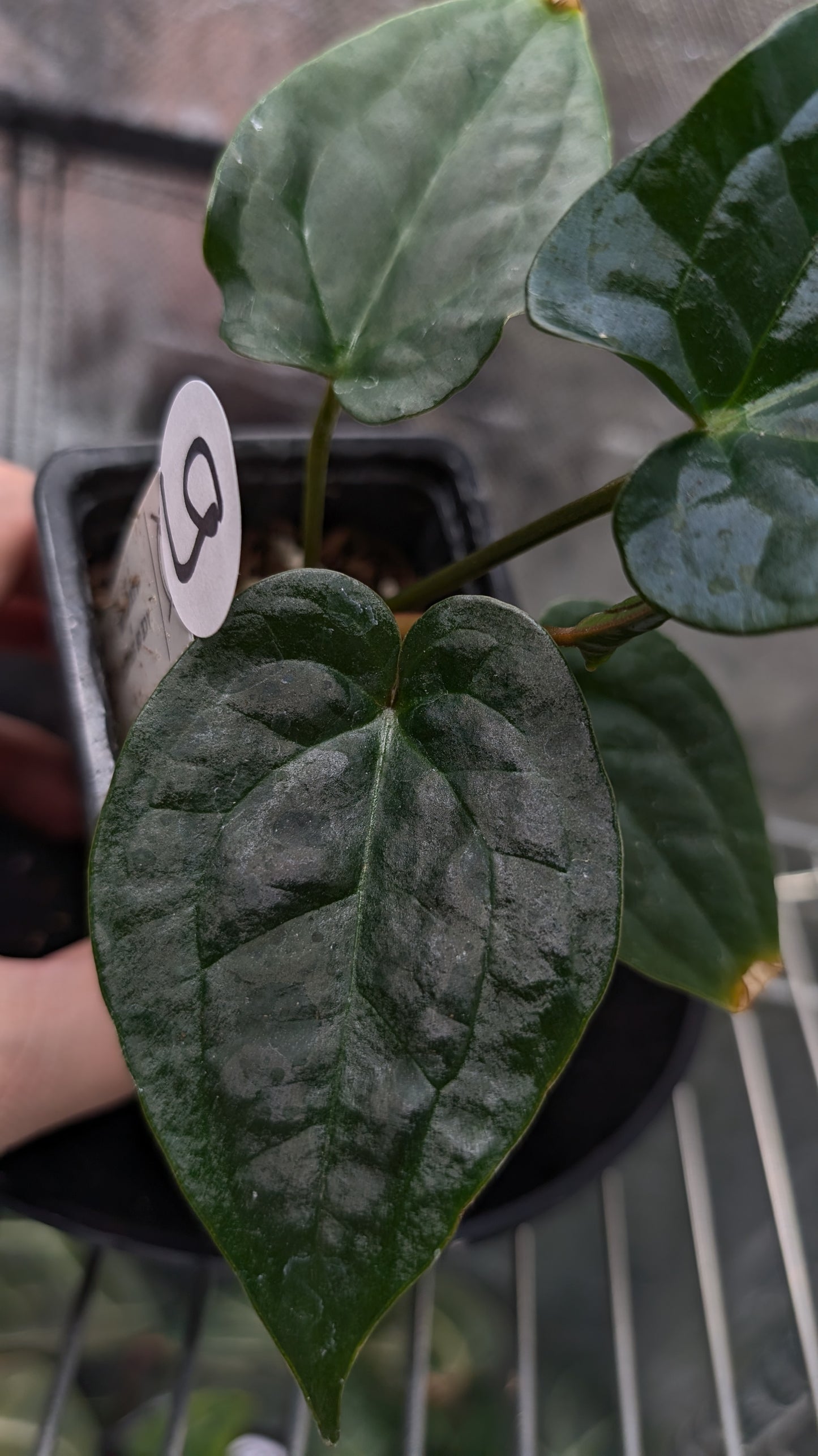 Anthurium 'Ace of Spagetii' x Luxurians