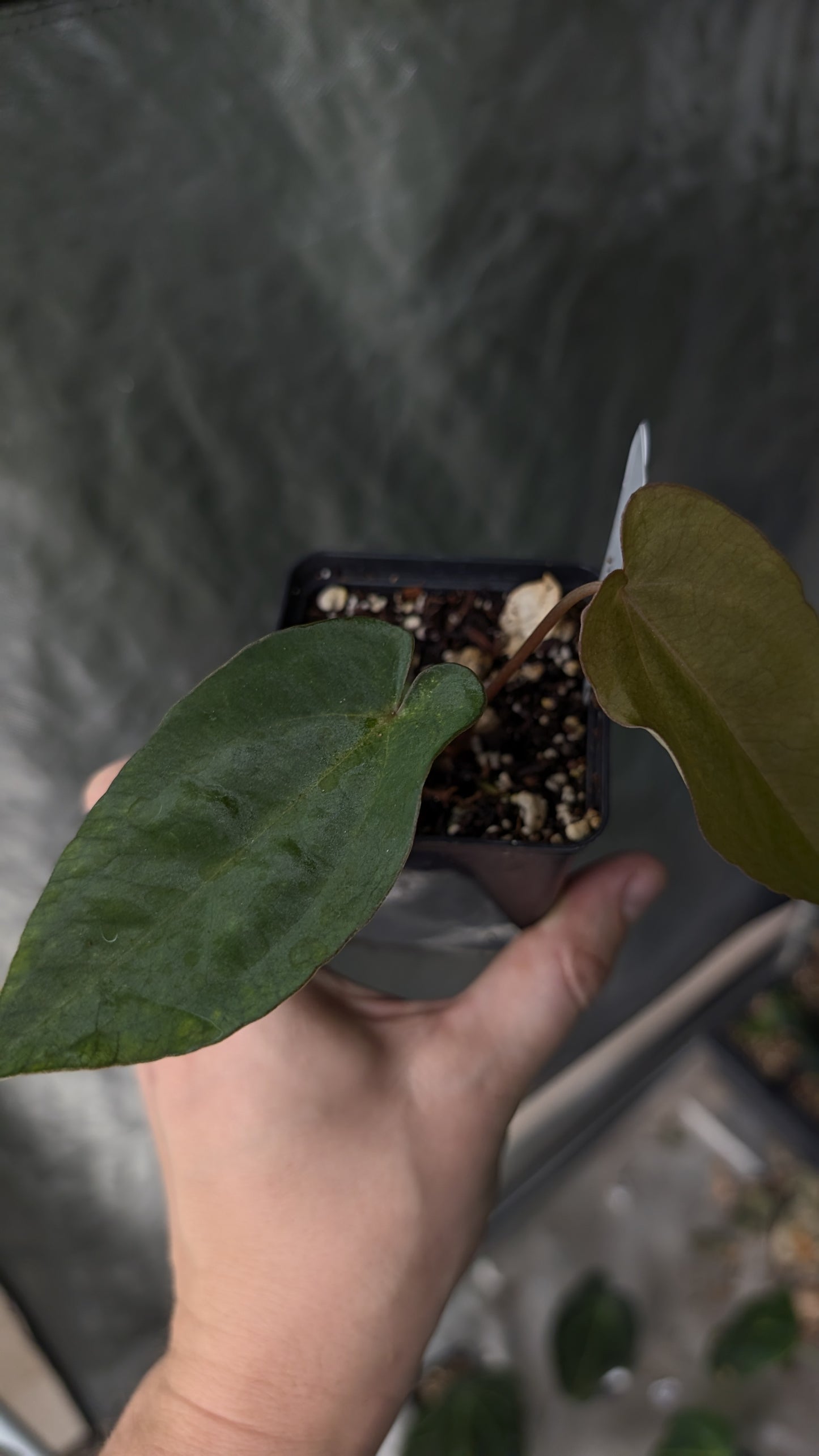 Anthurium Ace of Spagetii x BVEP 'Round x Felix'