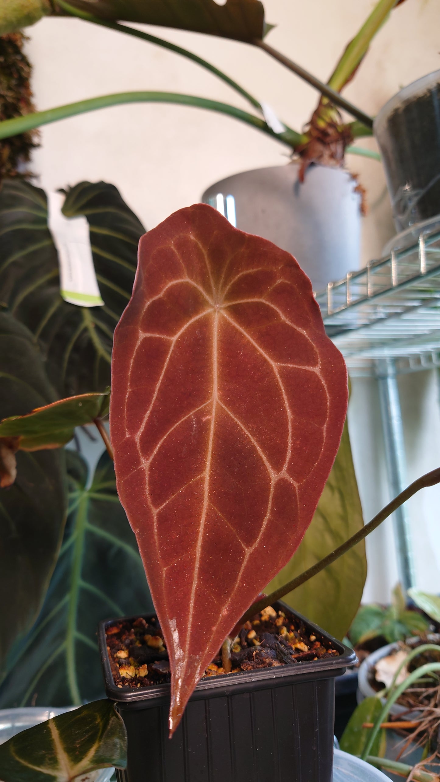 Anthurium Ace of Spagetii F2 (Ace of Spades x Forgetii) F2