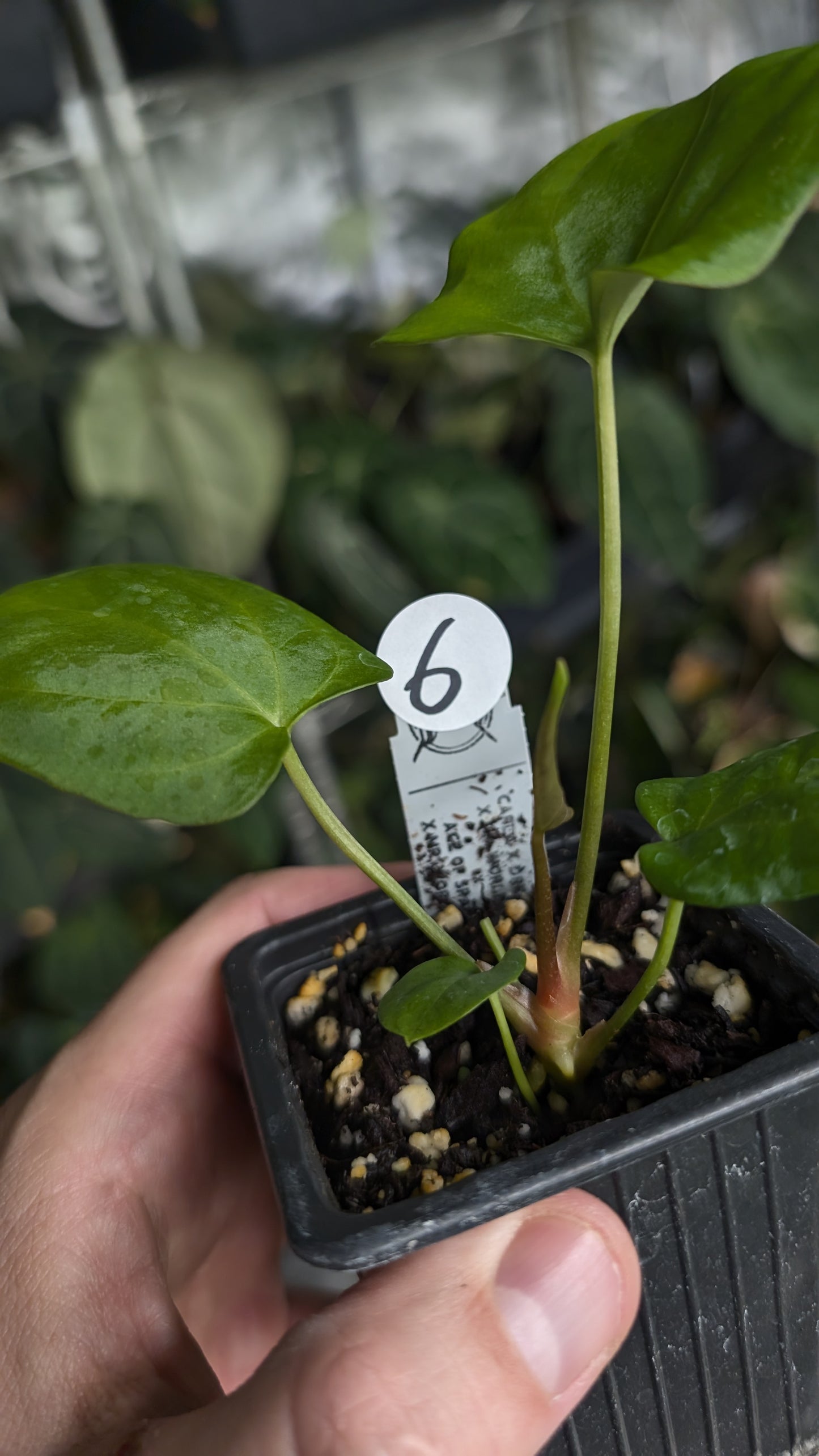 Anthurium [Carlablackiae x Dressleri Rio Guanche x Mr. Worldwide] x [Ace of Spagetii x Mr Worldwide]