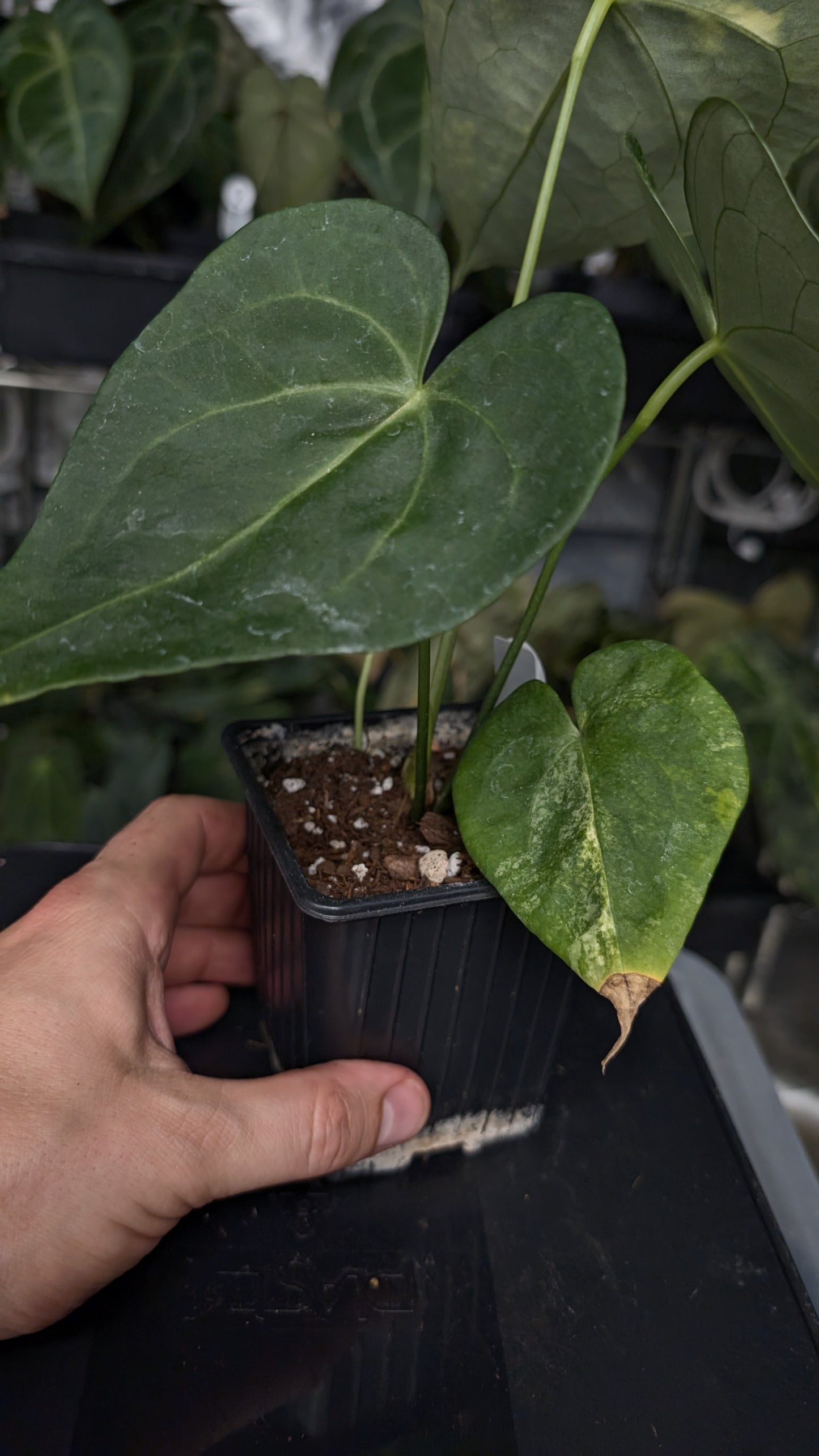 Variegated Anthurium Pterodactyl variegata x Clarinervium