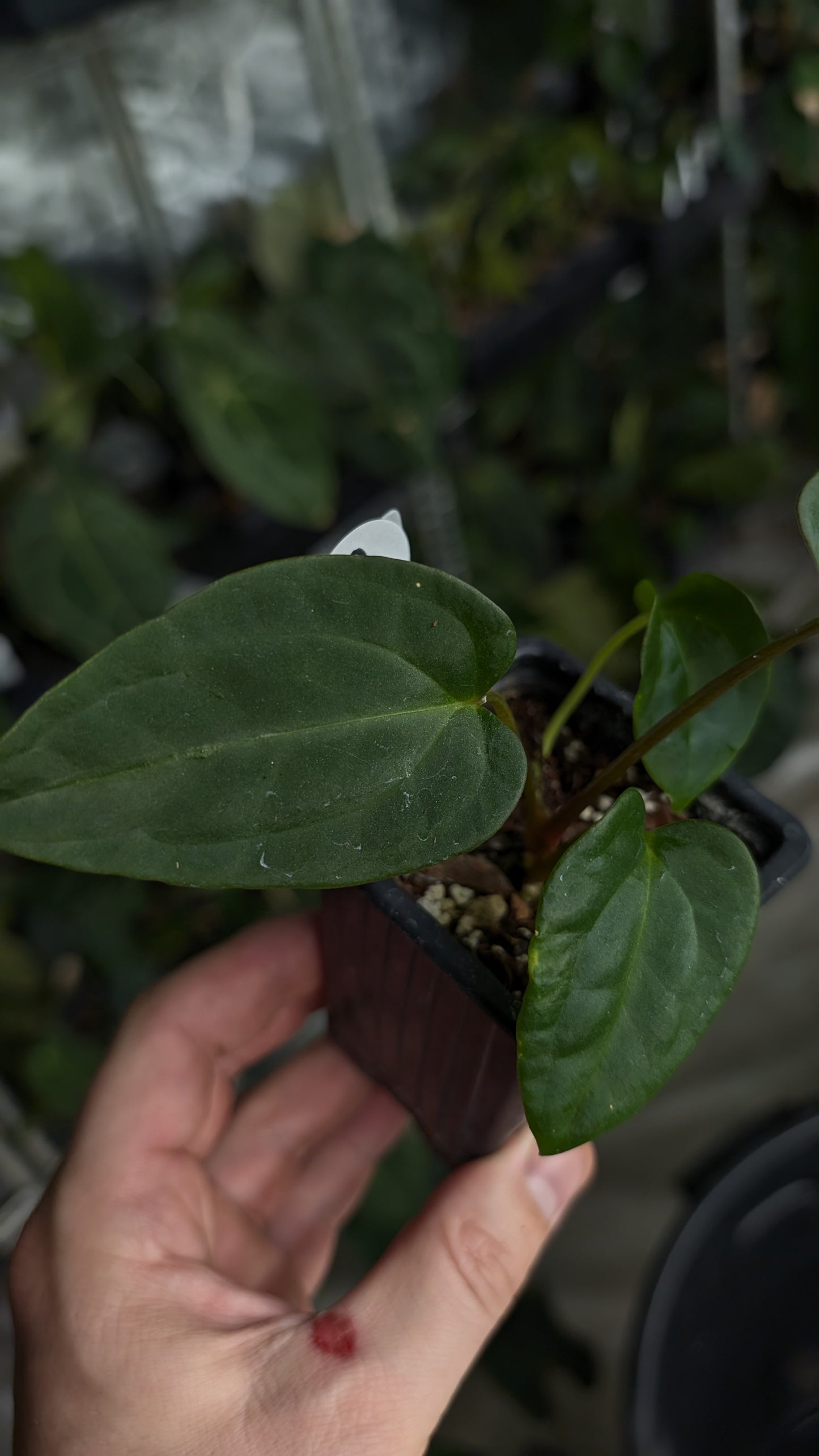 Anthurium Besseae aff 'Black Pillow' x Papillilaminum 'Fort Sherman'
