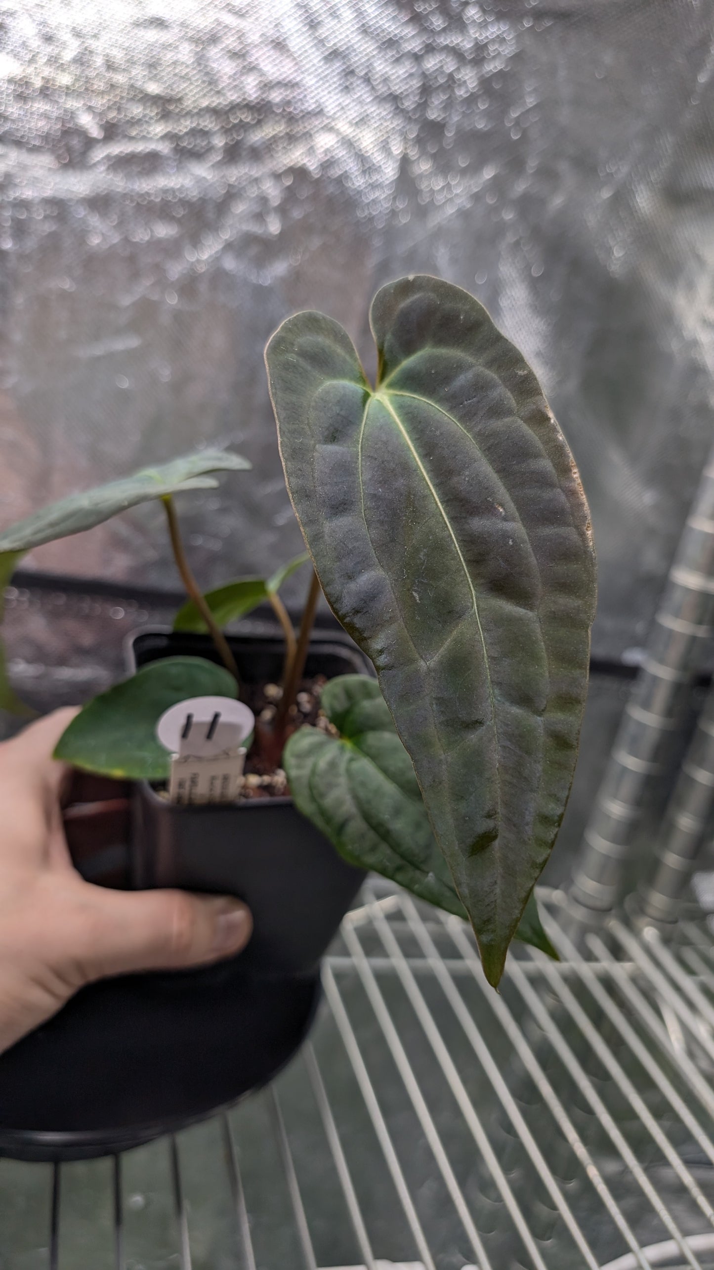 Anthurium Besseae aff 'Black Pillow' x Papillilaminum 'Fort Sherman' seedlings