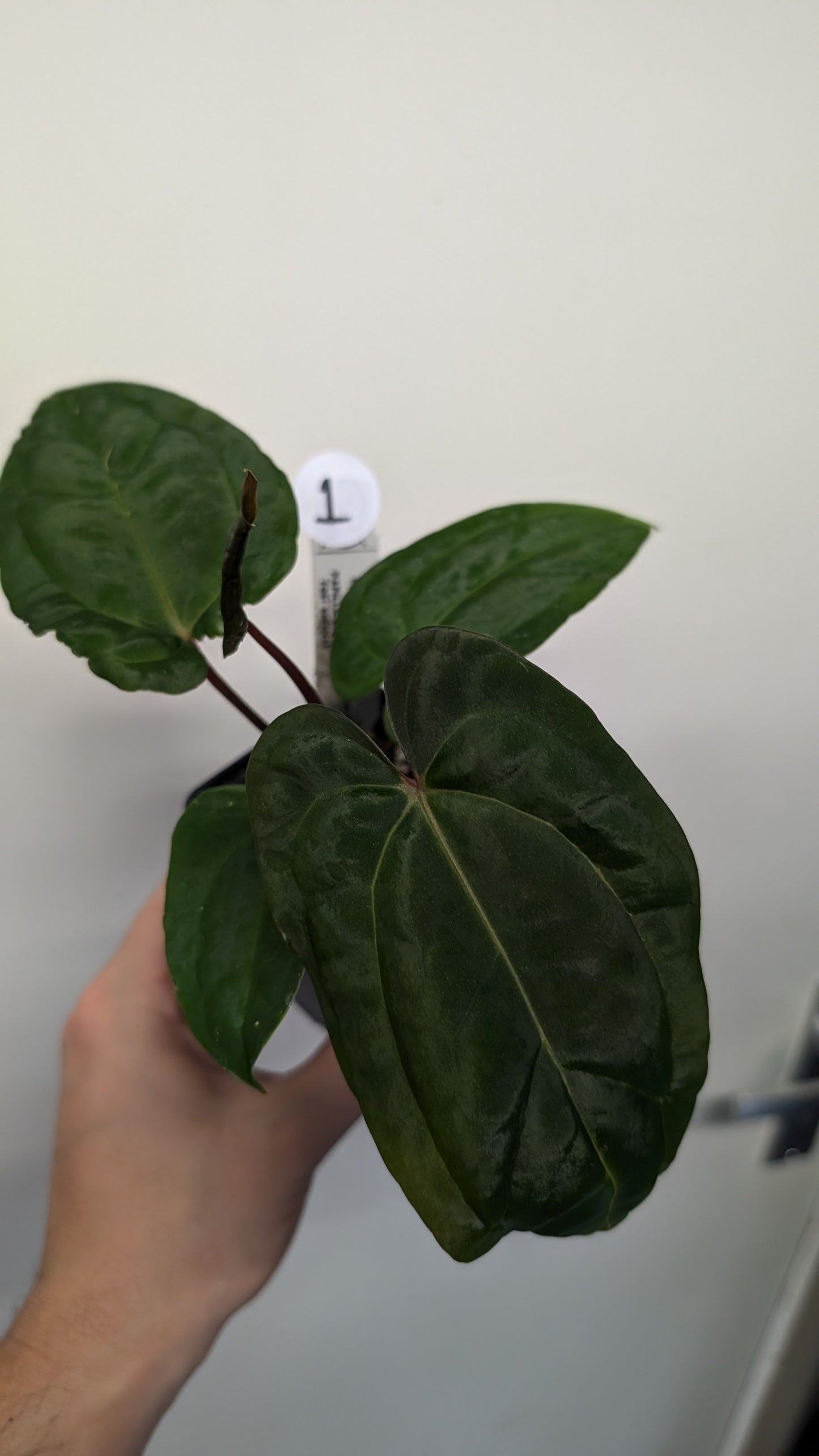 Anthurium Besseae aff 'Black Pillow' x Papillilaminum 'Fort Sherman' seedlings