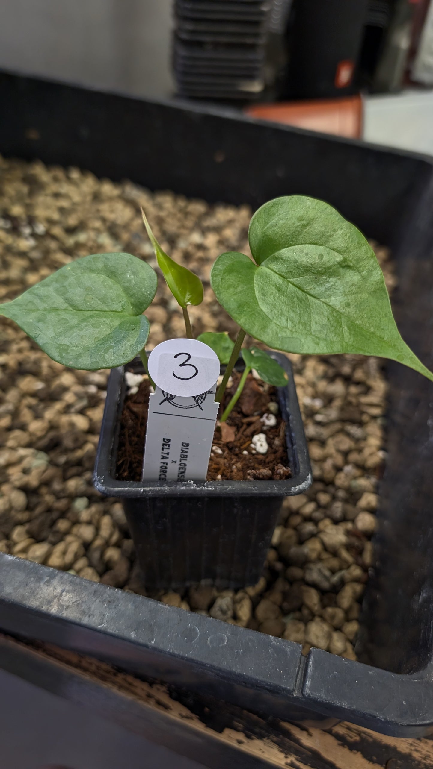 Anthurium Diabloense 'narrow' x Delta Force