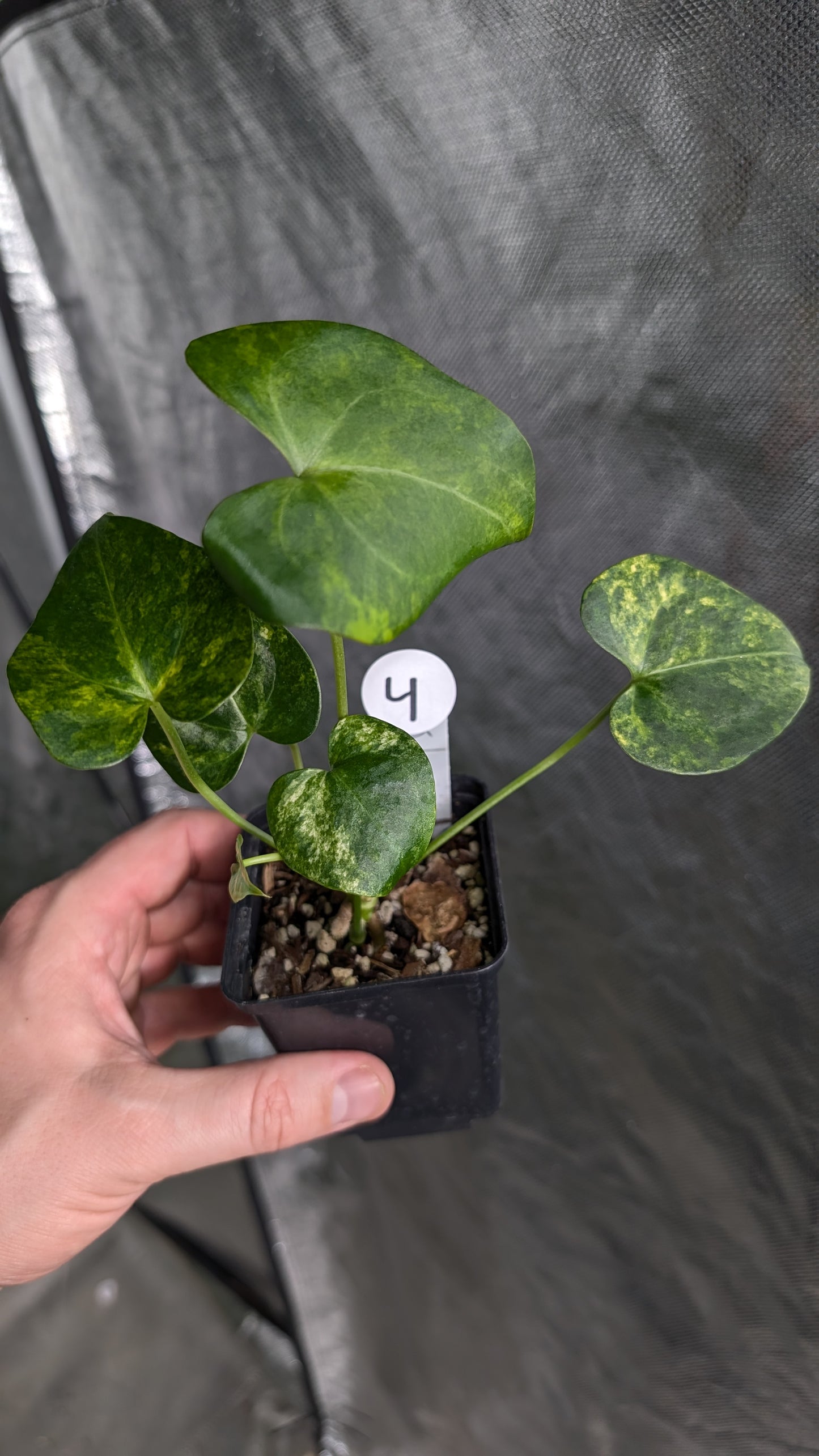 *Variegated* Anthurium Pterodactyl variegata x Clarinervium (or x self)