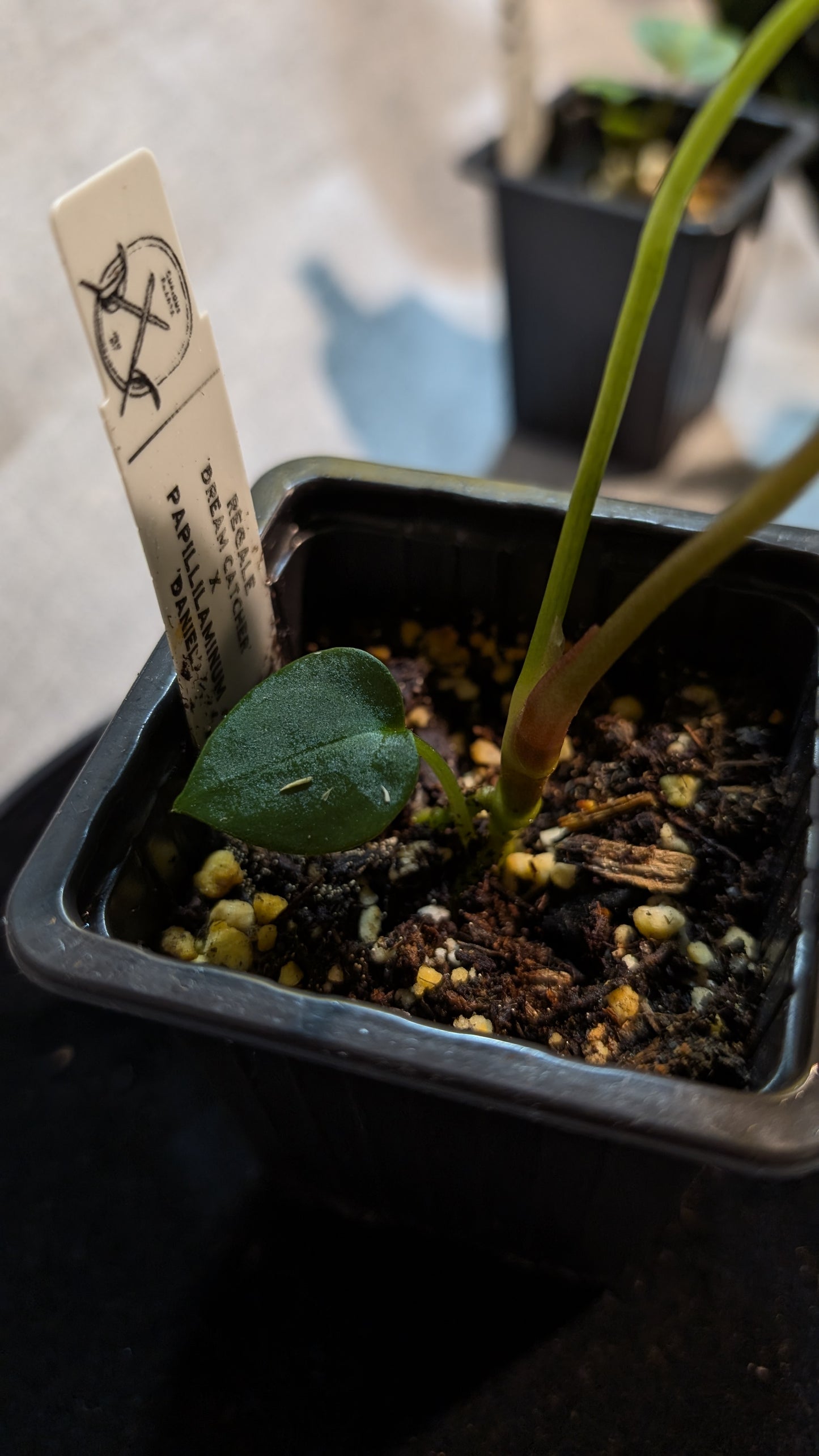 Anthurium Regale 'Dream Catcher' x Papillilaminum 'Daniel'