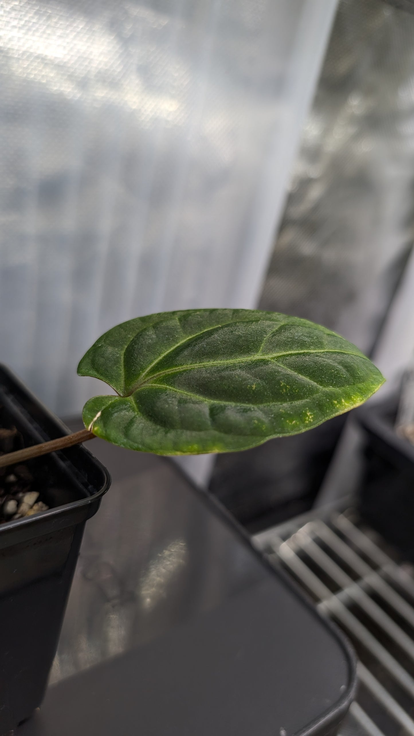 Anthurium Besseae aff. 'Black Pillow'