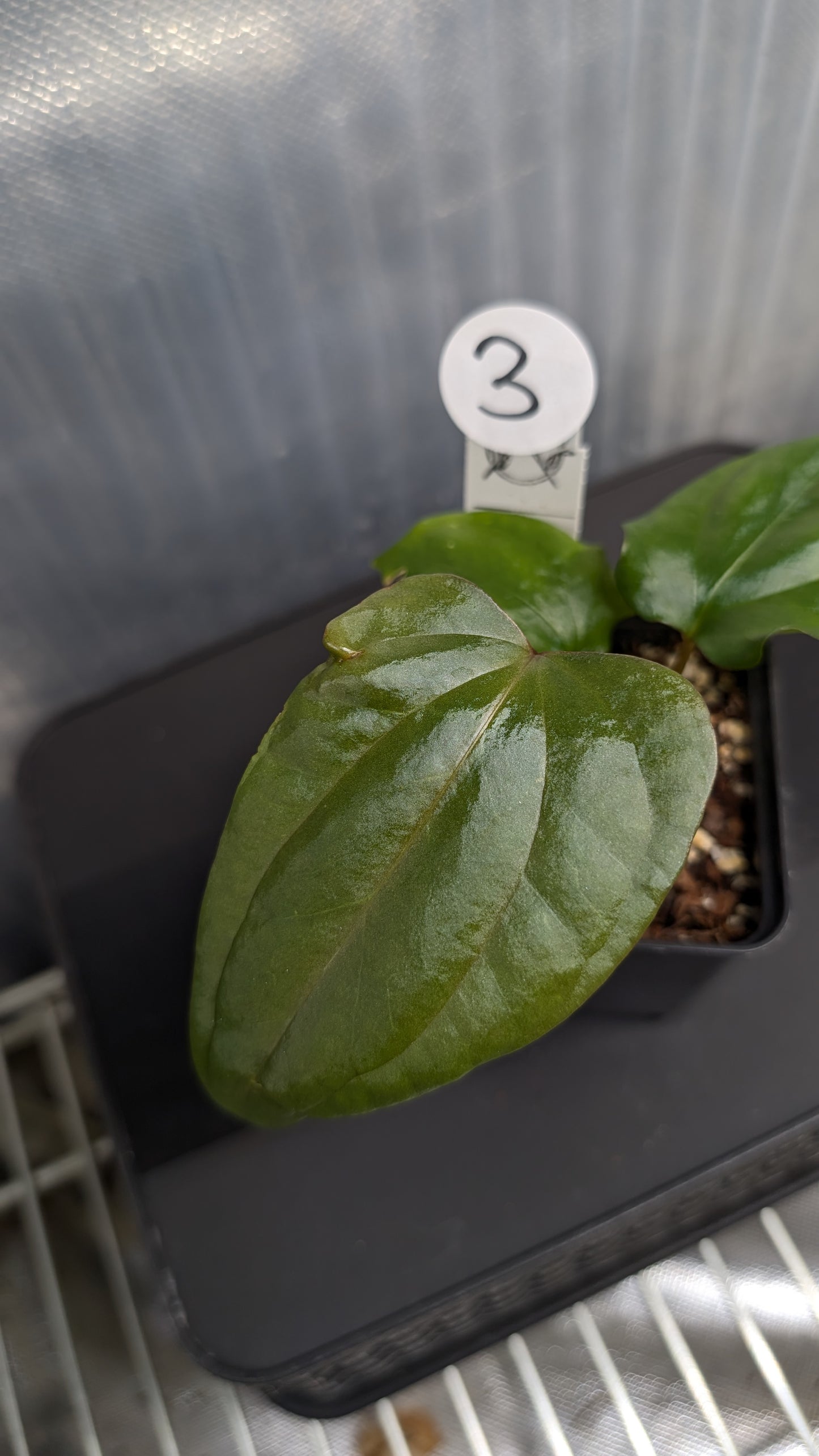 Anthurium Sp. Silver Peru Wide Sinus x Papillilaminum 'Fort Sherman'