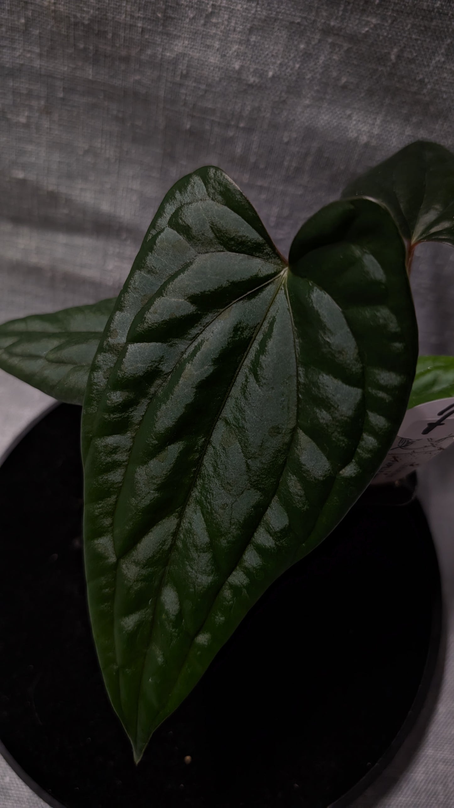 Anthurium Luxurians x Papillilaminum 'Fort Sherman'