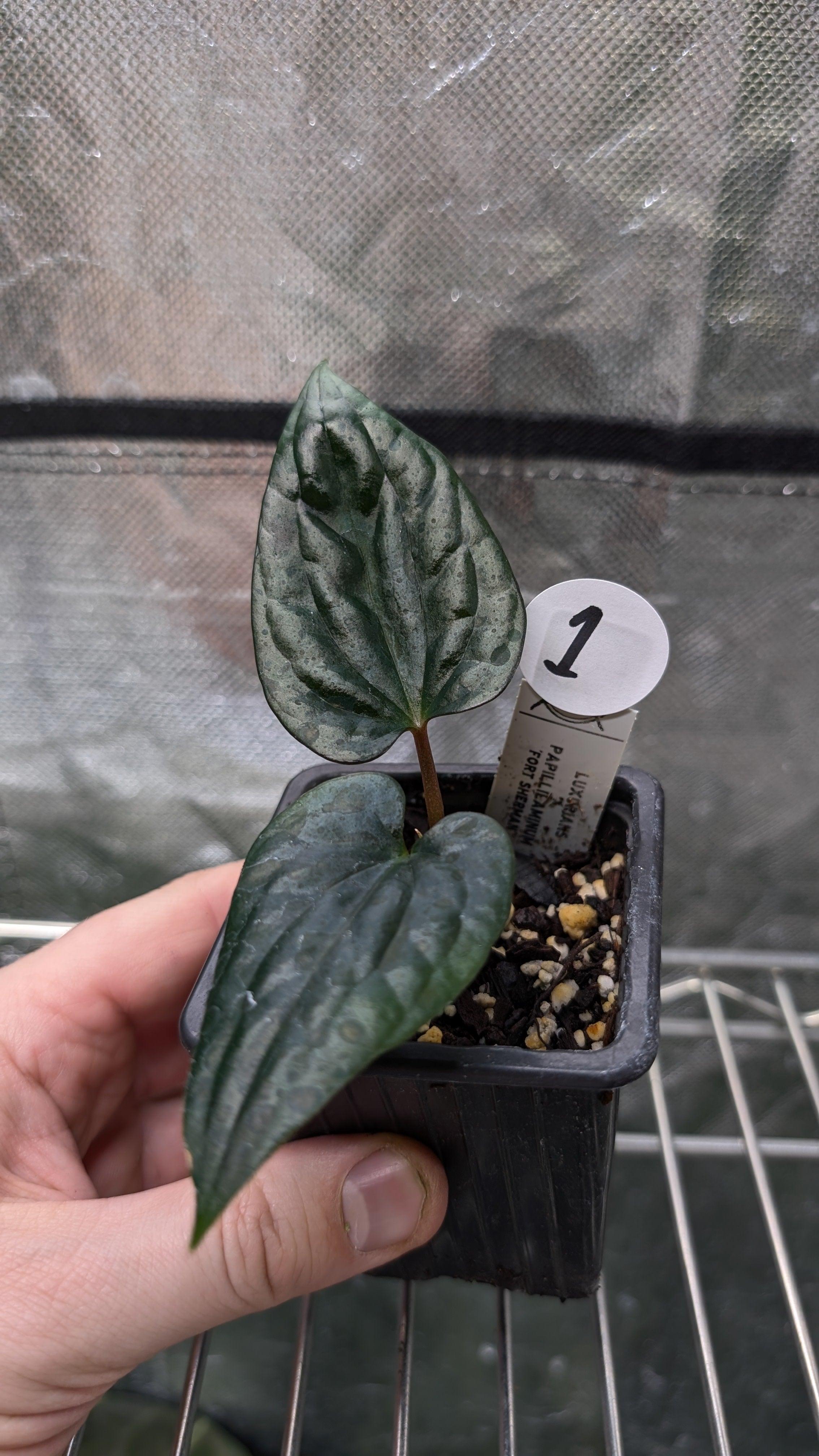 Anthurium Luxurians x Papillilaminum 'Fort Sherman' – Curious Plants