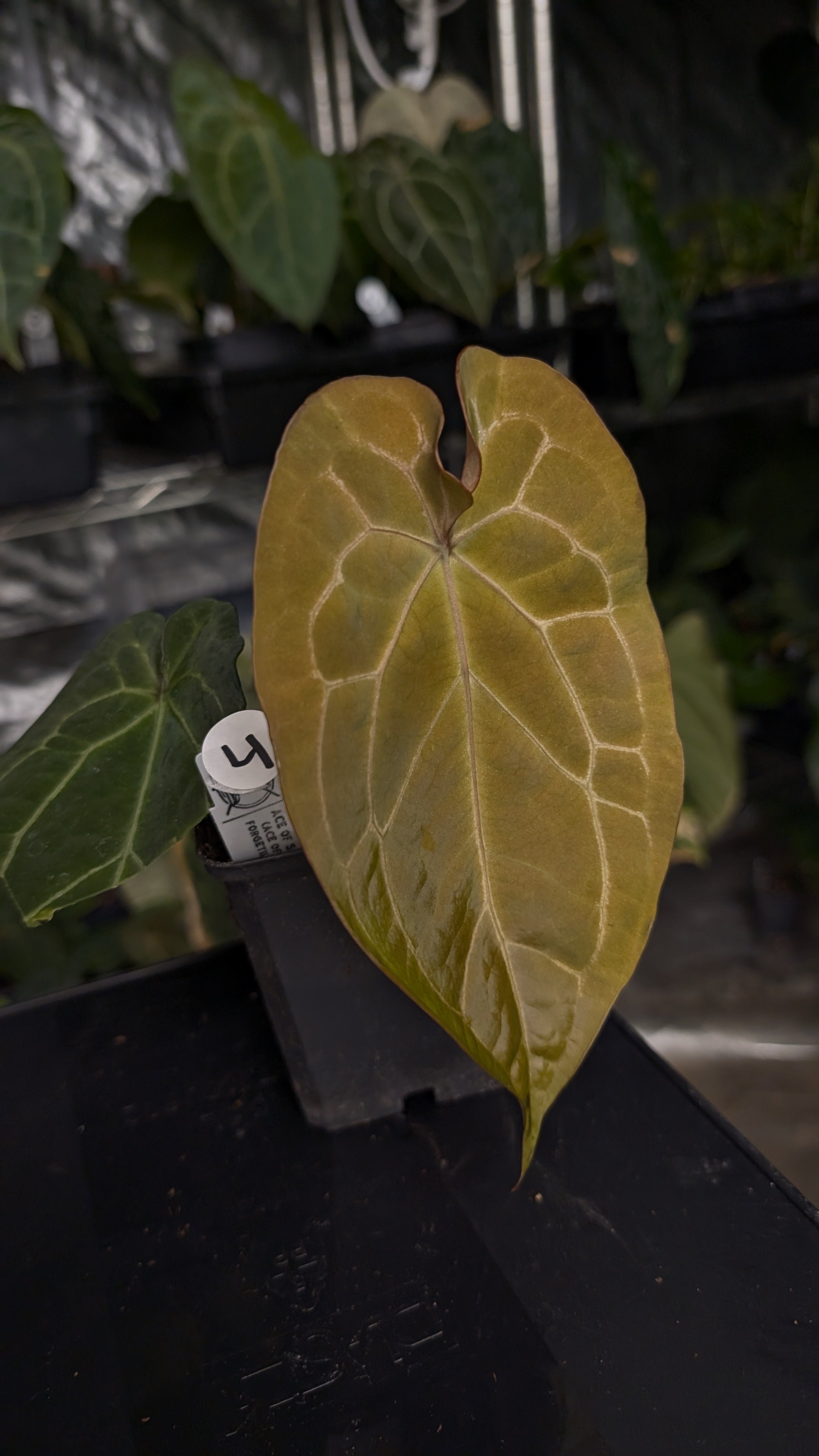 Anthurium Ace of Spagetii F2 – Curious Plants
