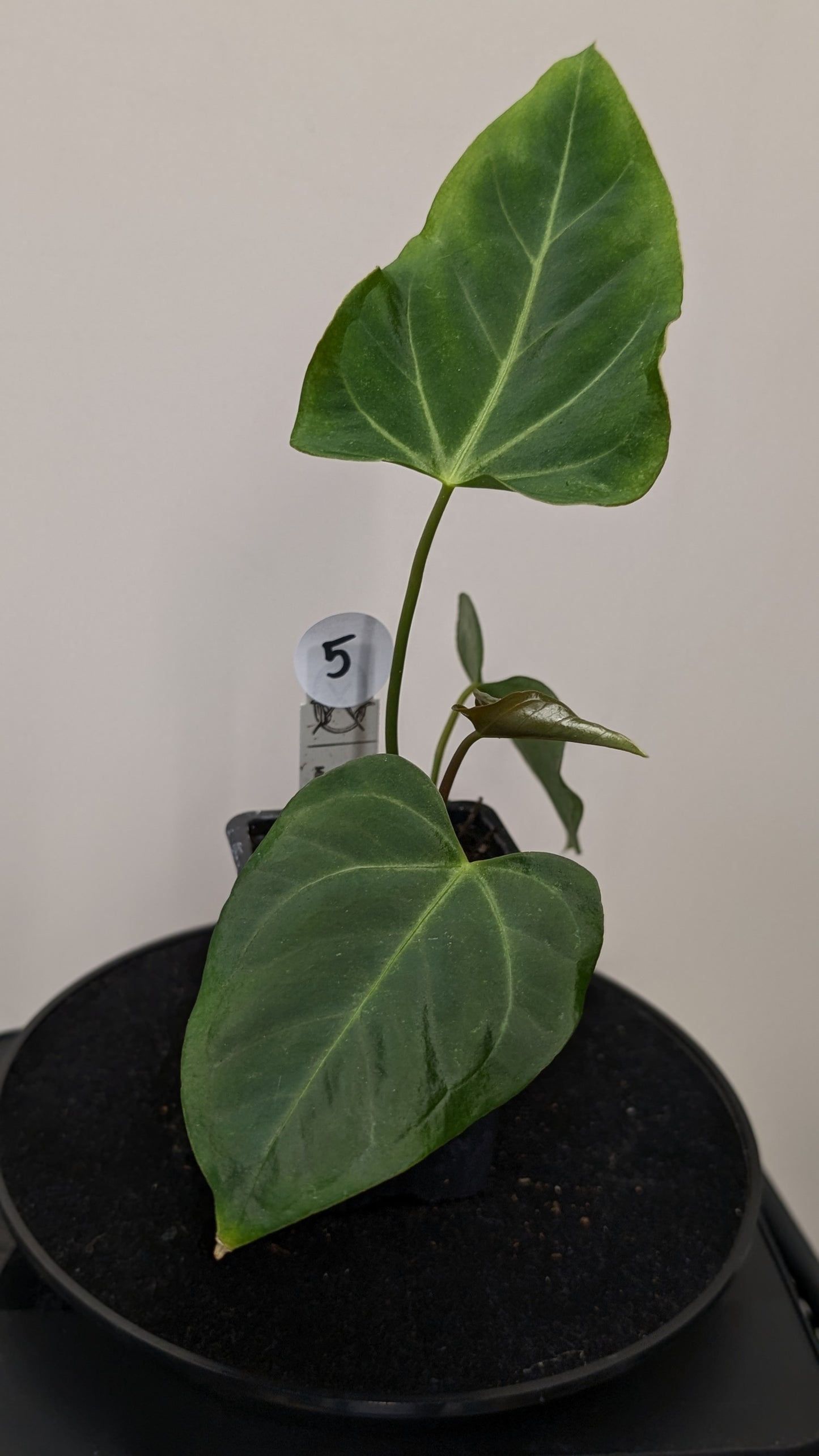 Anthurium Regale 'Dream Catcher' x Mr. Worldwide