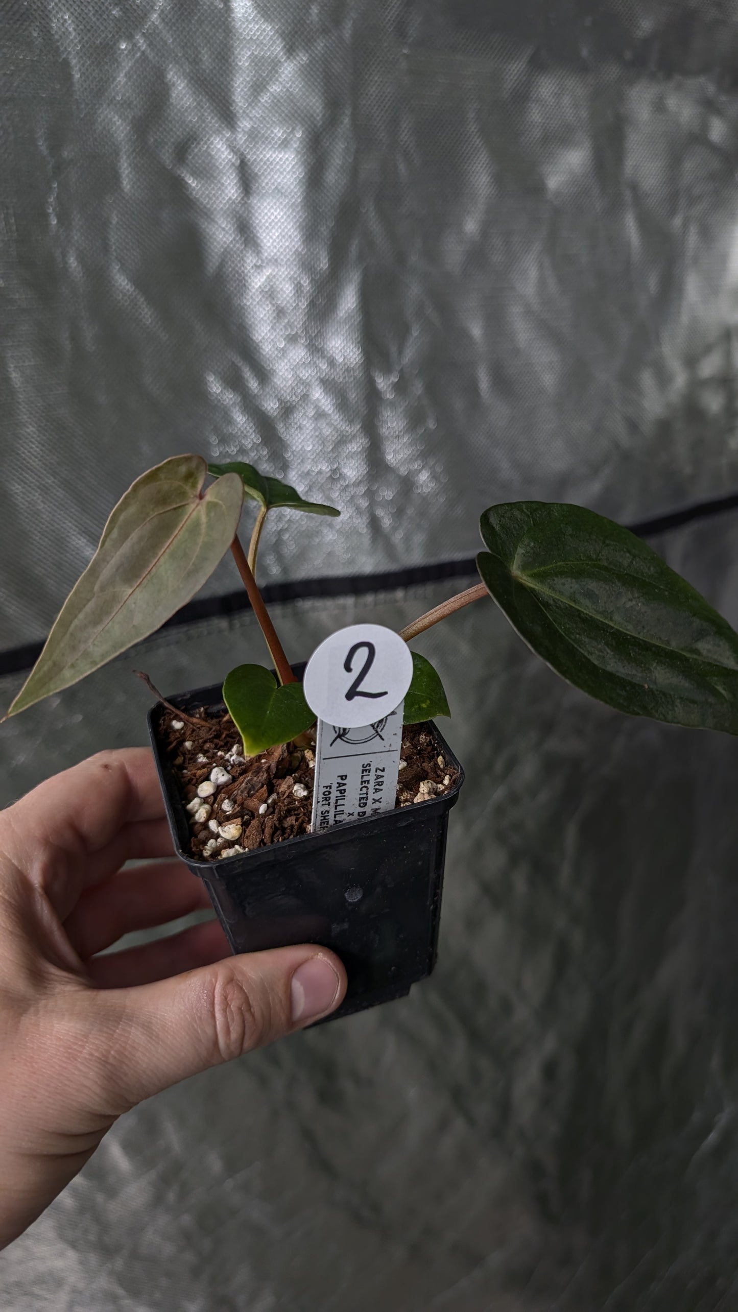 Anthurium Zara x Michelle x Papillilaminum Fort Sherman