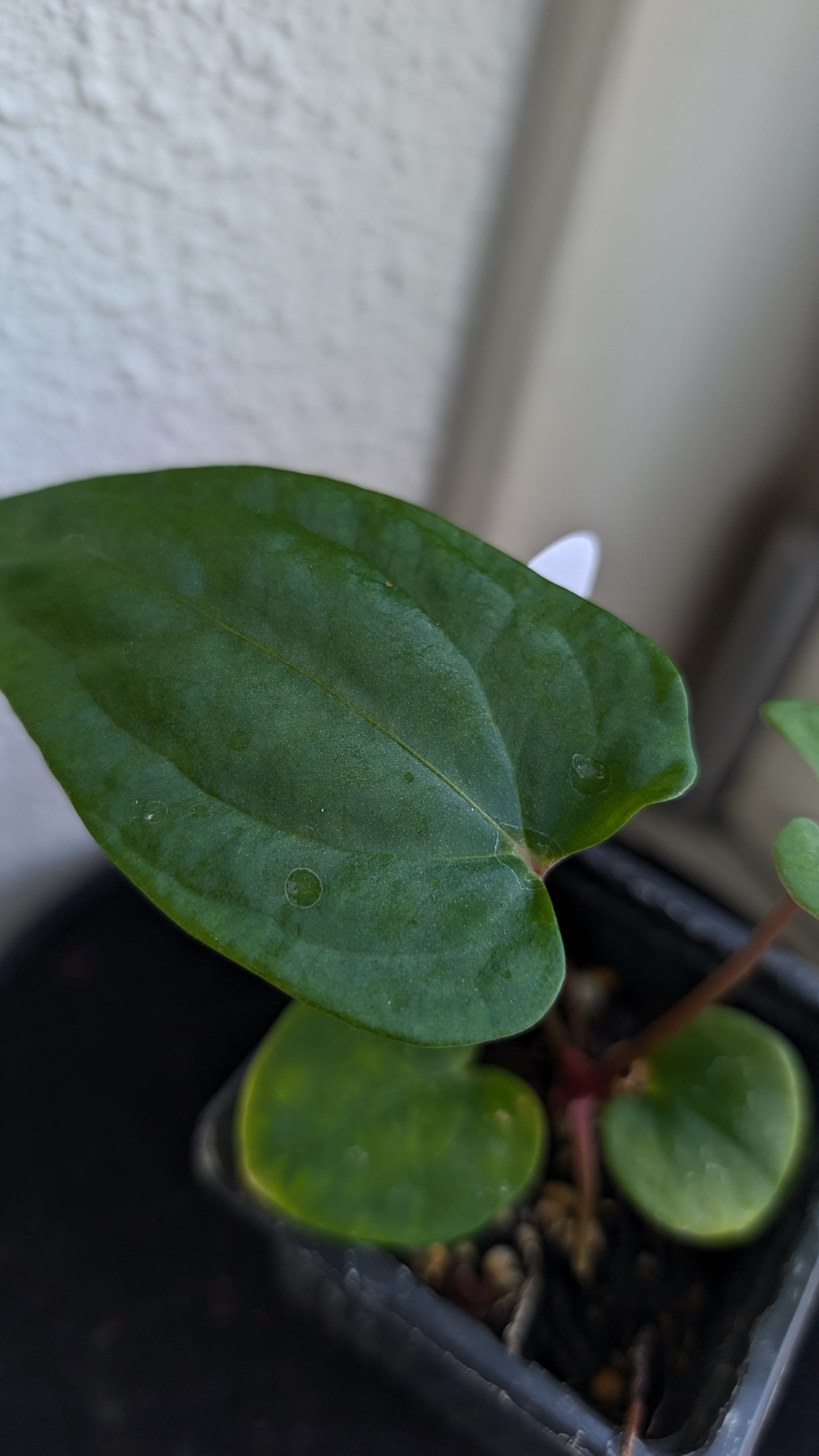 Anthurium Besseae aff 'Black Pillow' x Papillilaminum 'Fort Sherman' seedlings