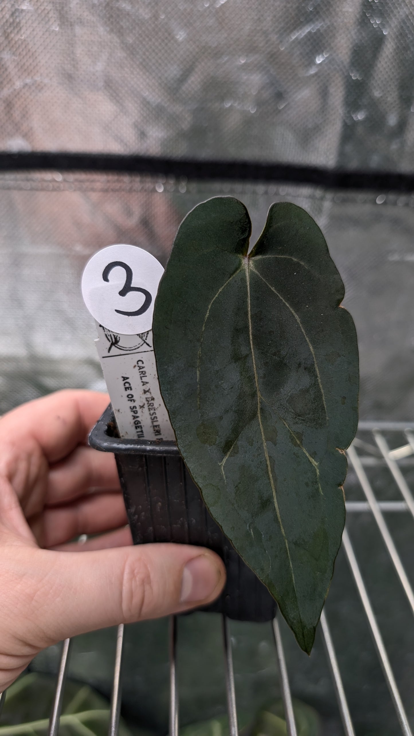 Anthurium (Carlablackiae x Dressleri Rio Guanche) X 'Ace of Spagetii'