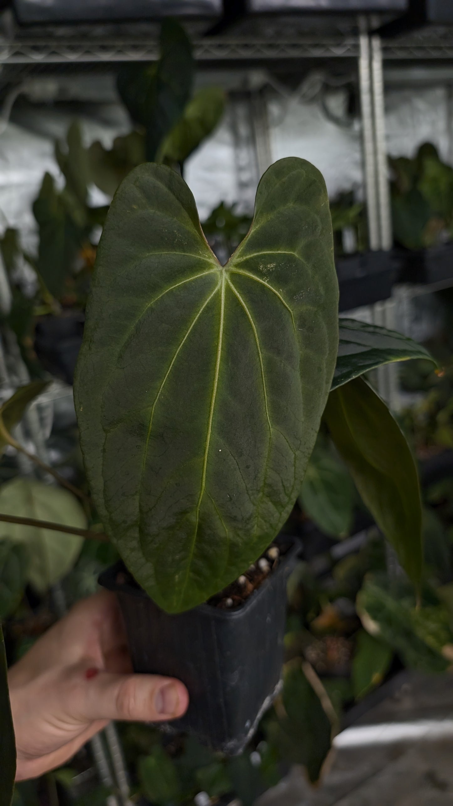Anthurium Besseae aff 'Black Pillow' x Papillilaminum 'Fort Sherman'