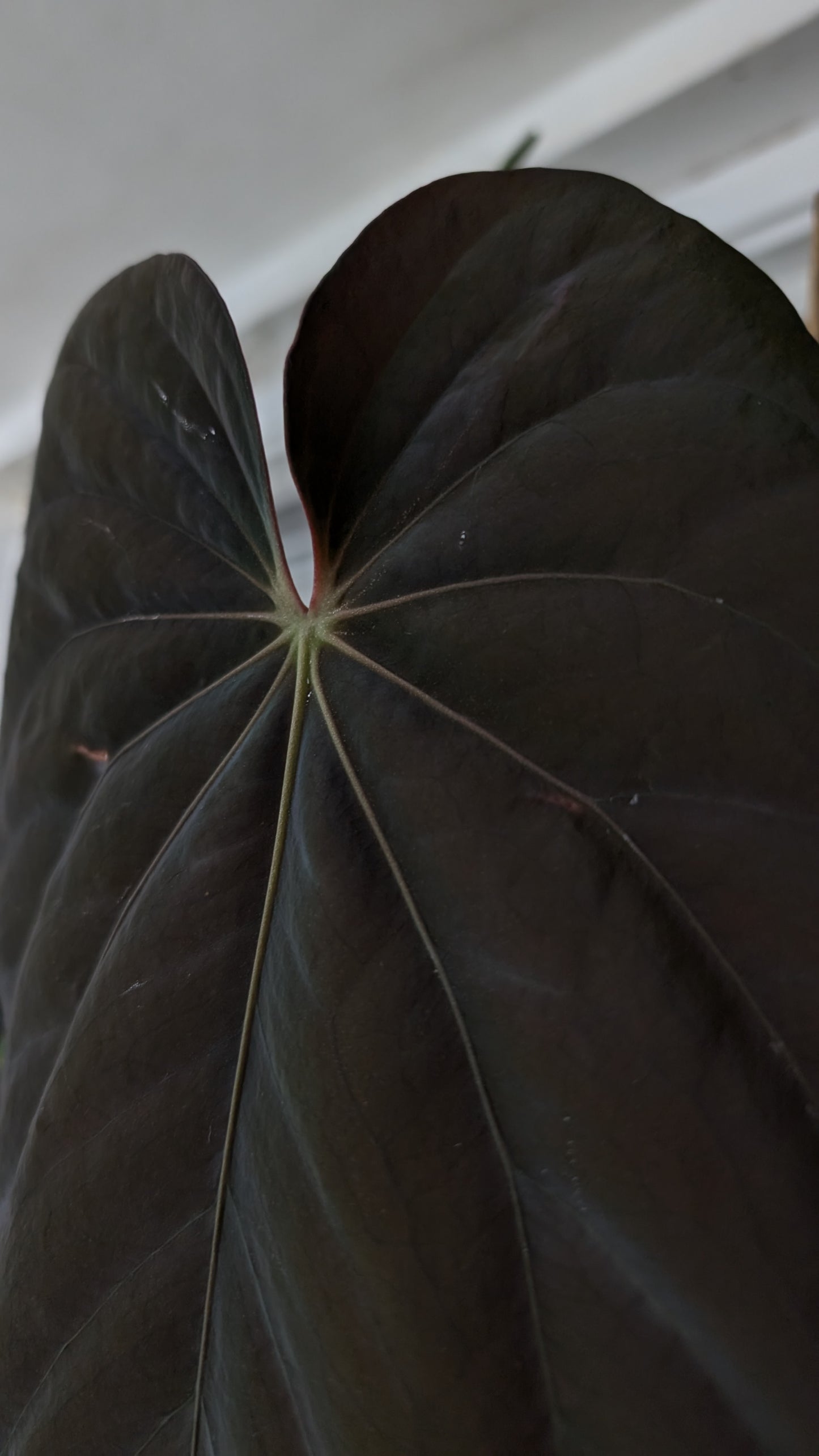 Anthurium Forgetii dark form x BVEP 'Round x Felix'