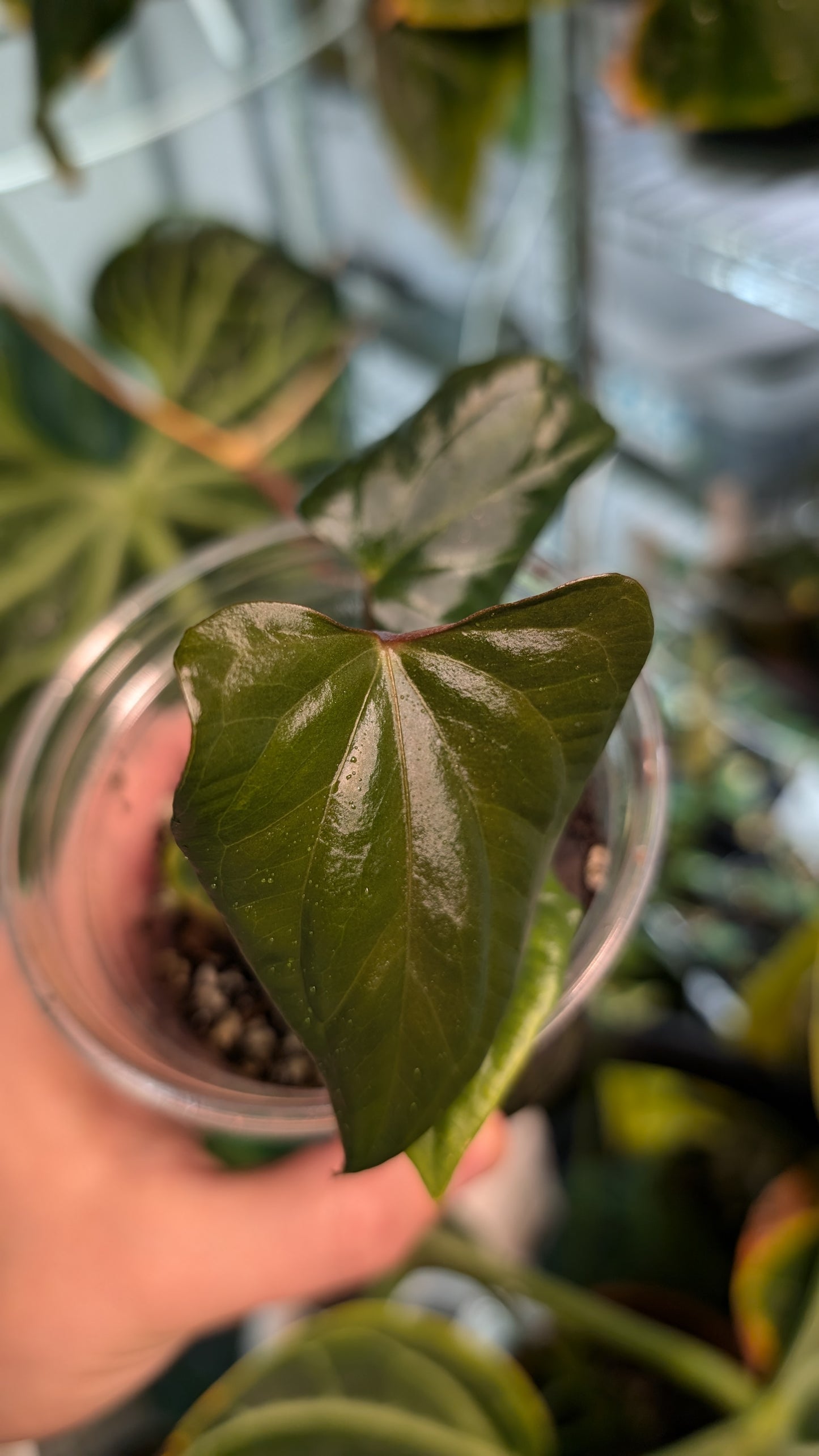 Anthurium Sp. Silver Peru Wide Sinus x Papillilaminum 'Fort Sherman'