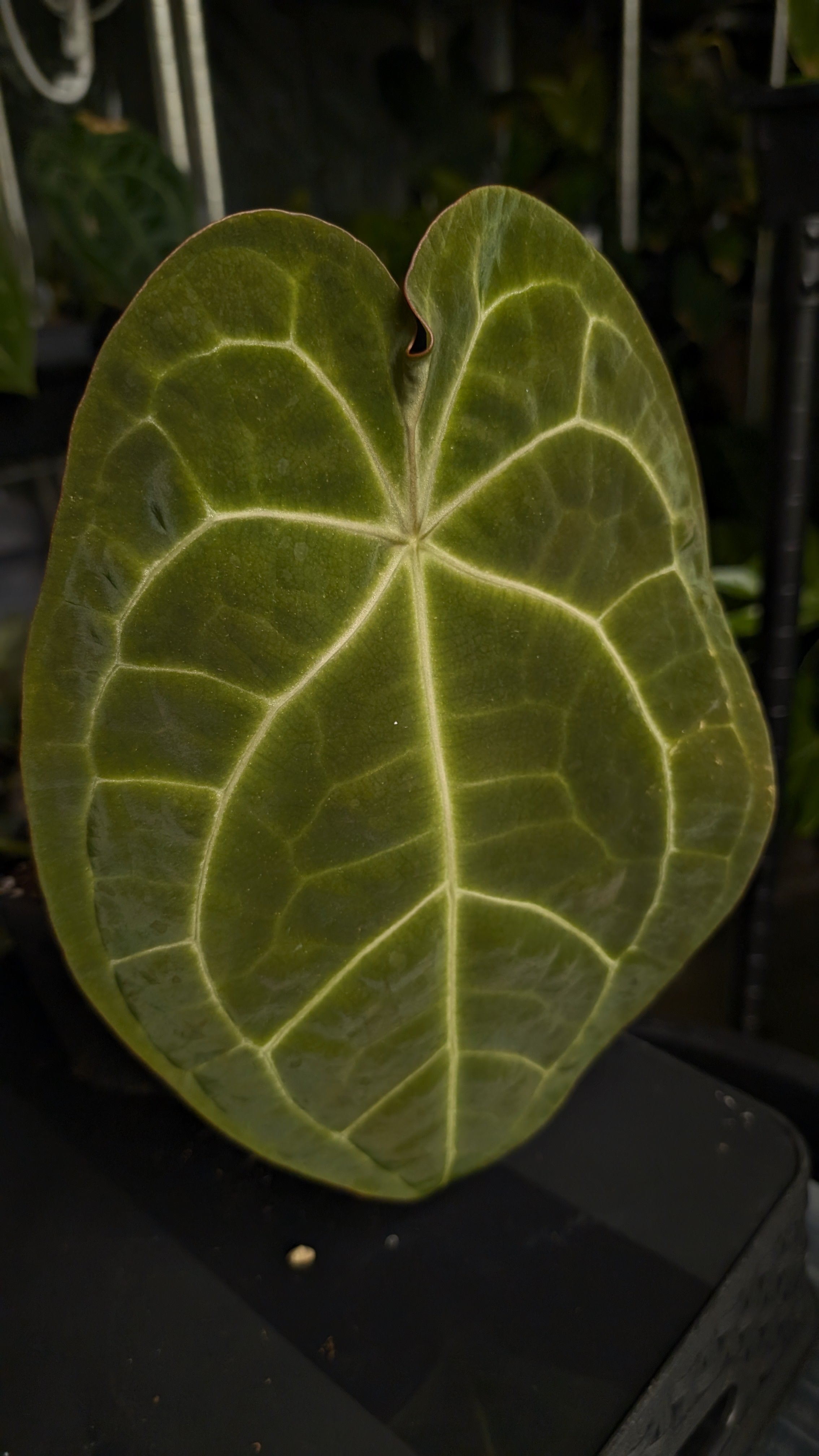 Anthurium Doc Block Zara x Michelle 'selected dark form' x
