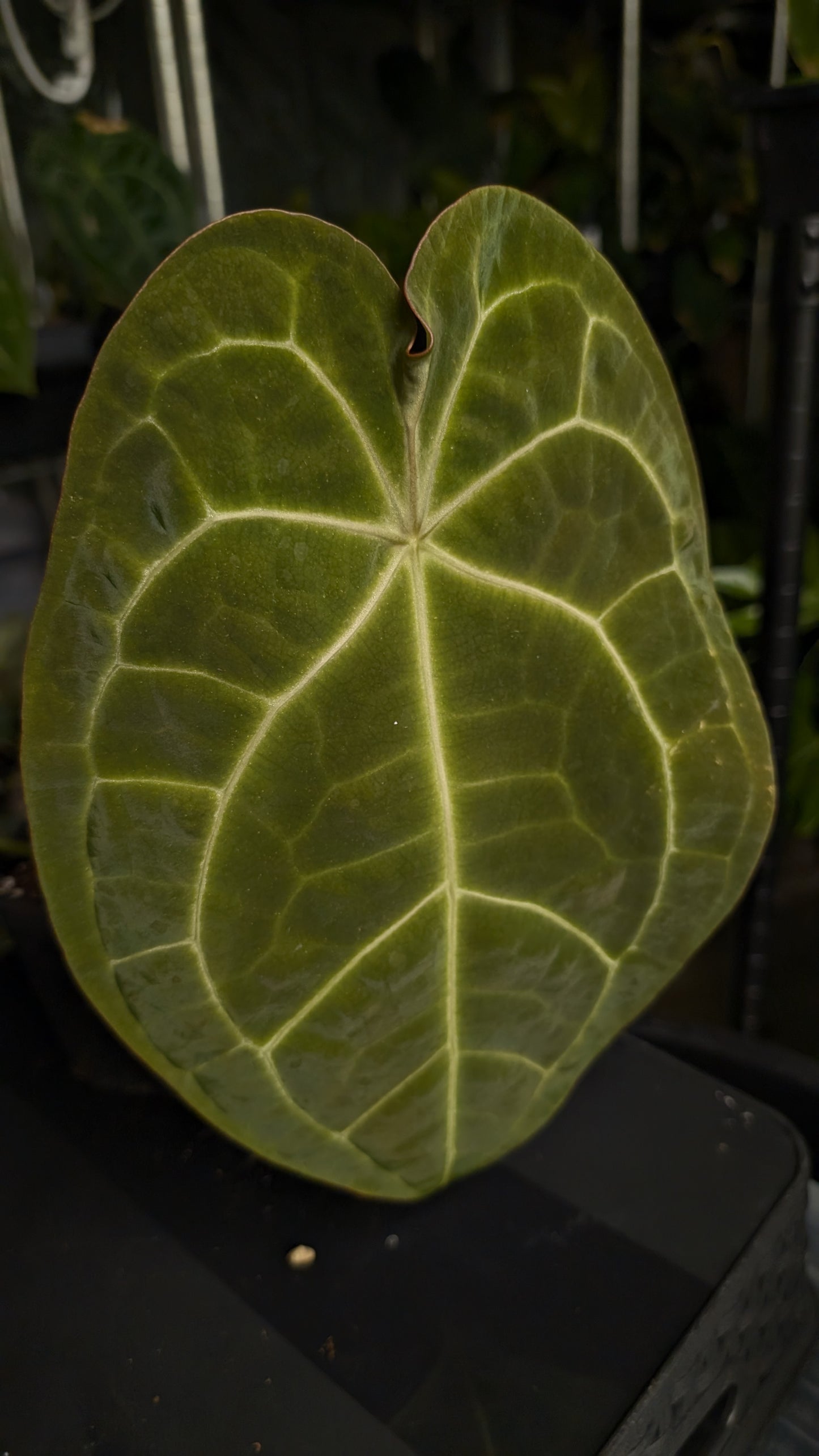 Anthurium Doc Block Zara x Michelle 'selected dark form' x Forgetii Dark