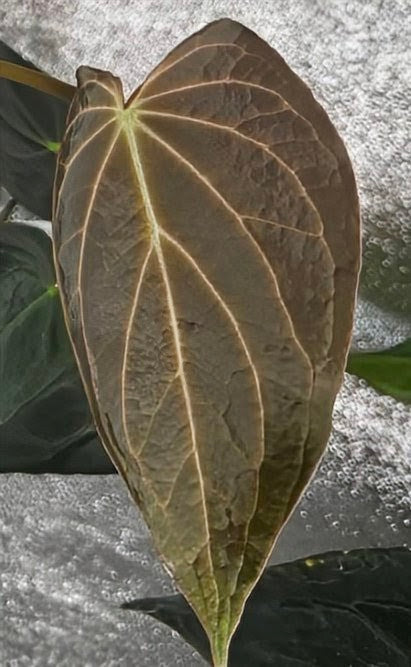 Anthurium Black Widow 43 x Red Velvet Cake 24 'Gomez' Clone