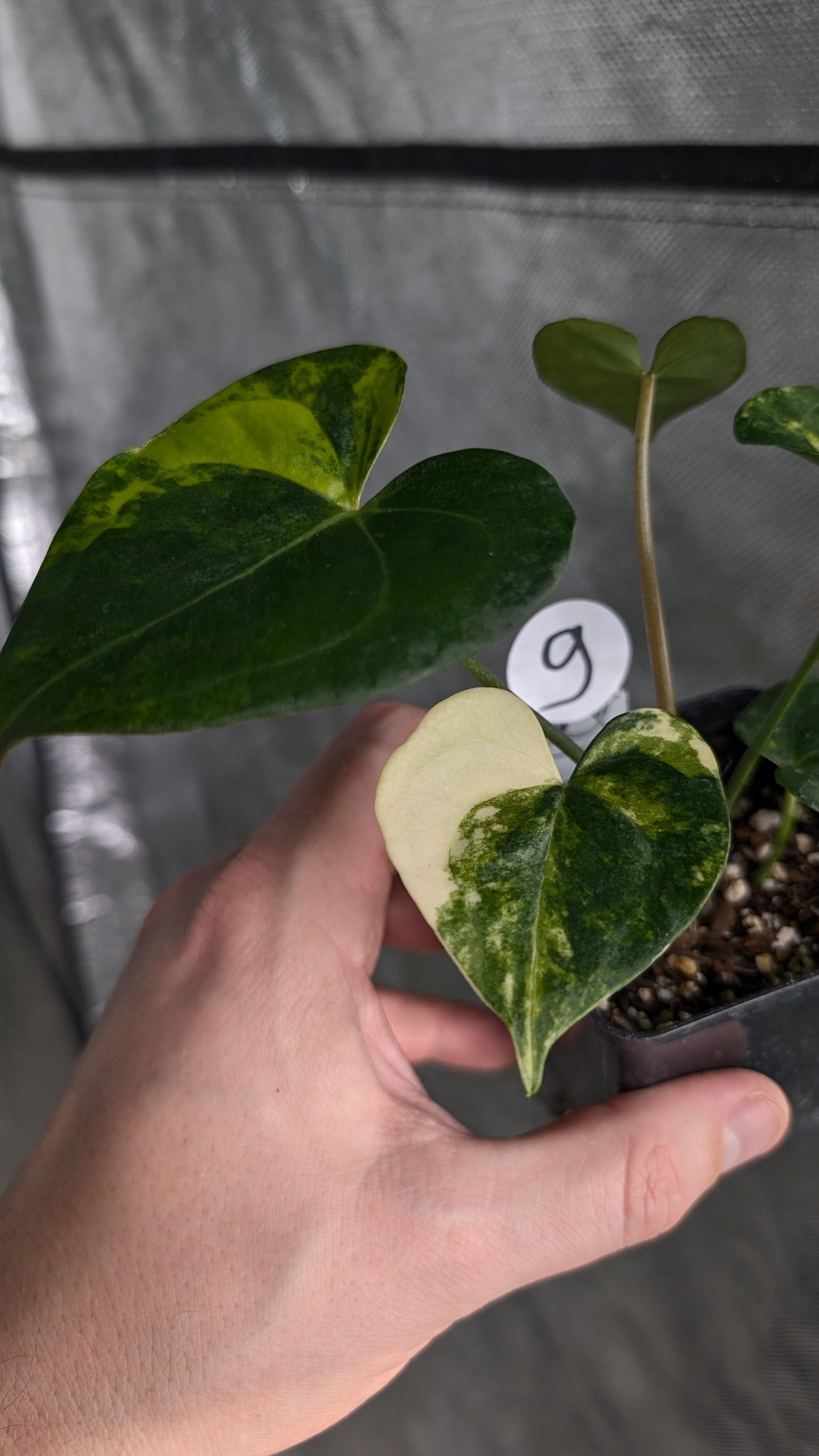 *Variegated* Anthurium Pterodactyl variegata x Clarinervium (or x self)