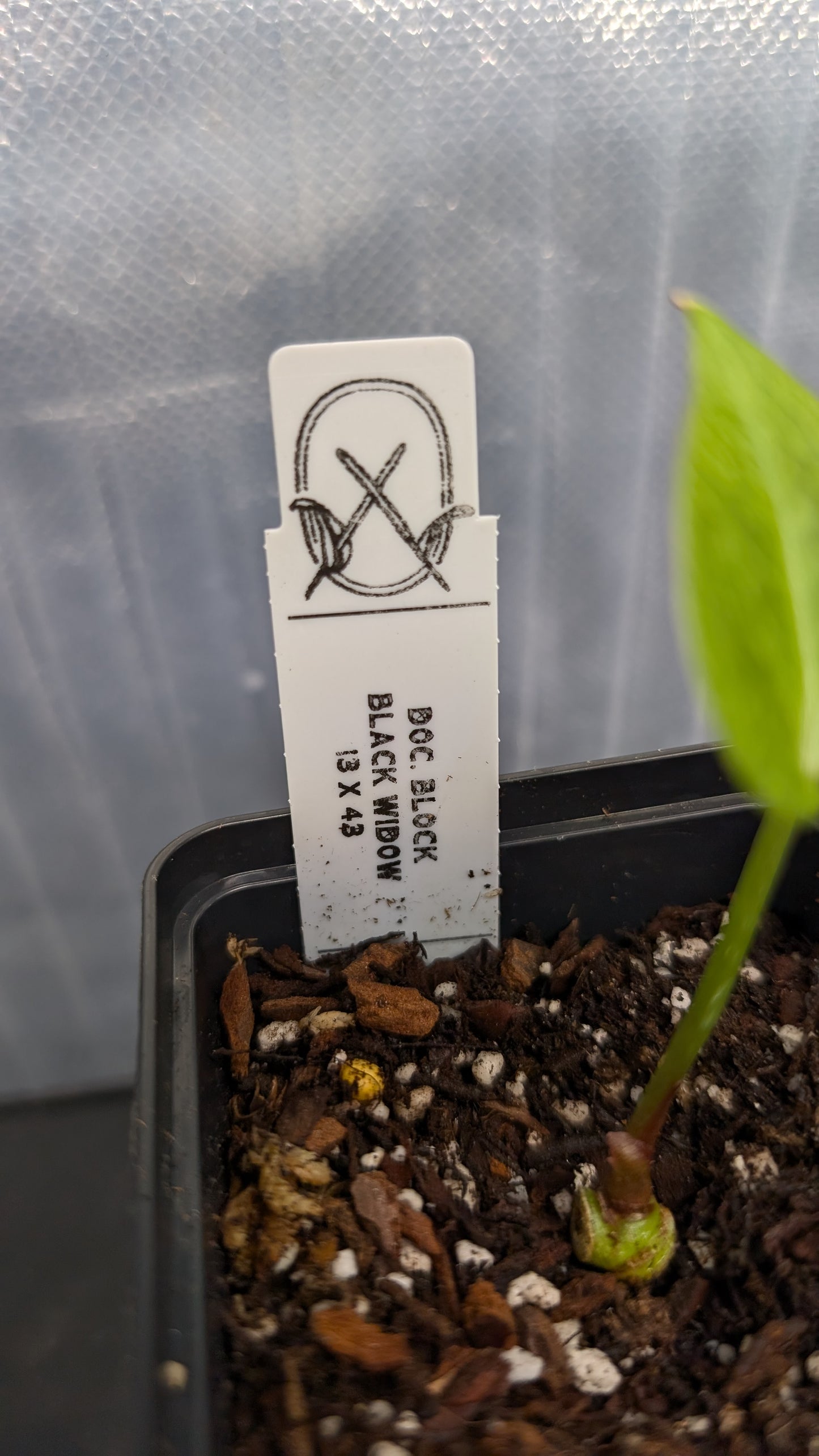 Anthurium Black Widow 13 x 43 clone