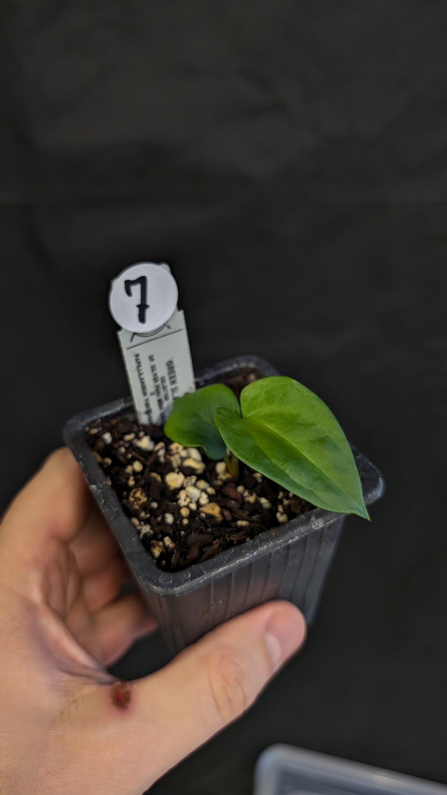 Anthurium 'Green Slate'