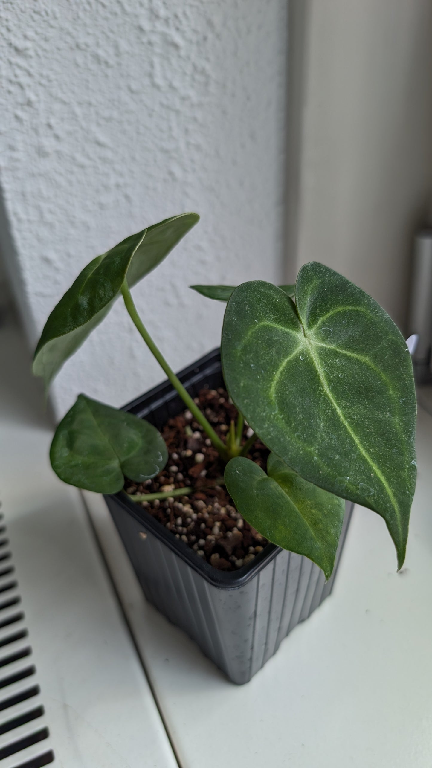 Anthurium Clarinervium x Berriozabalense x self